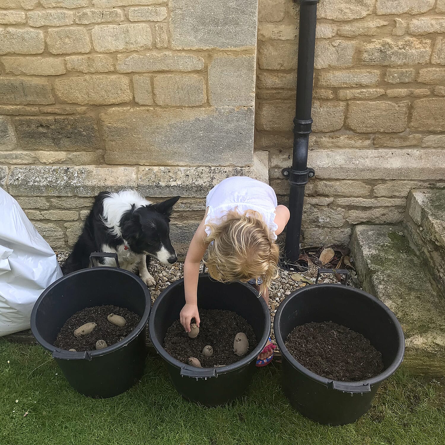 Gardening Direct Complete Patio Potato Growing Kit Including 3 Vareities Tubers, 30L Heavy Duty Grow Pots & Fertiliser