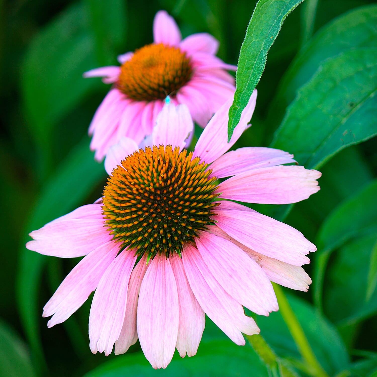 Echinacea purp. Magnus 9cm x 3