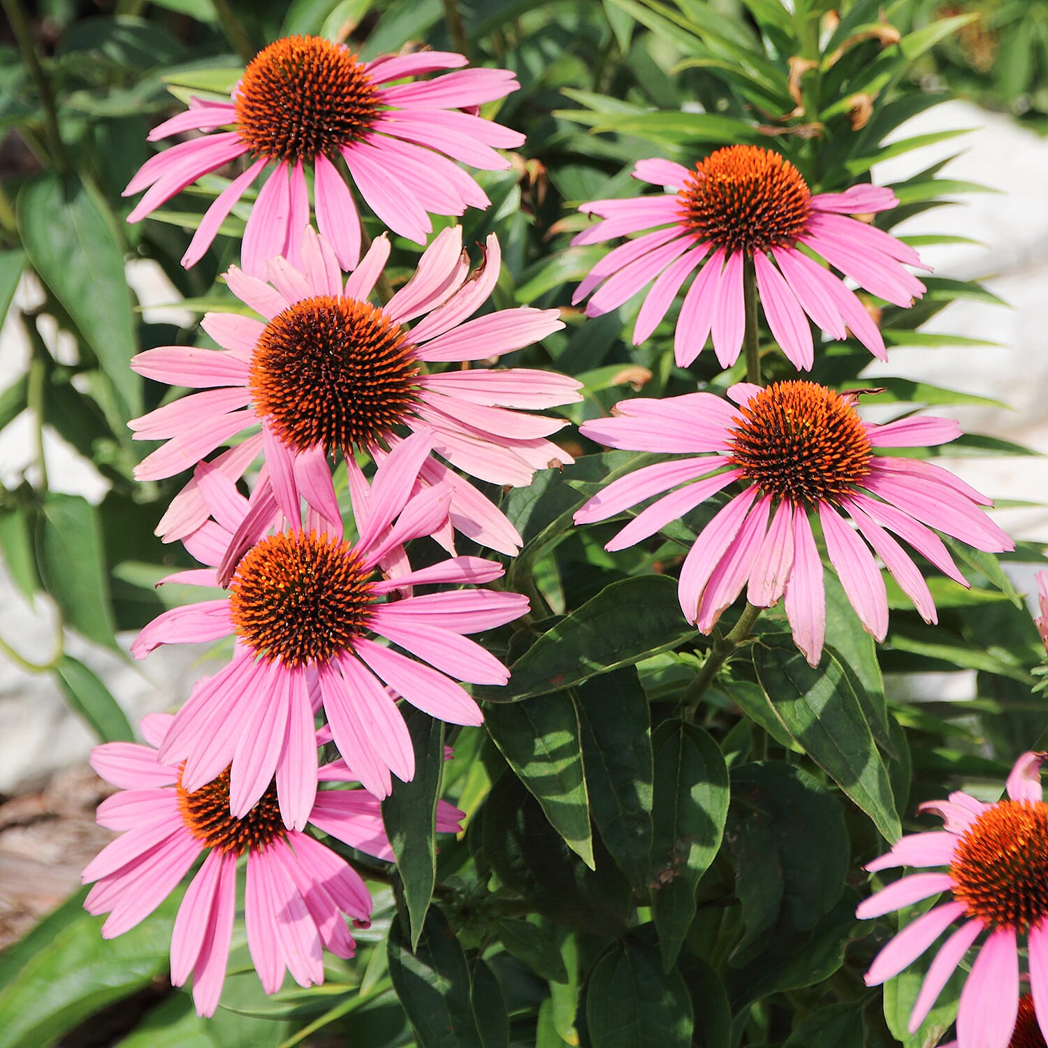 Echinacea purp. Magnus 9cm x 3