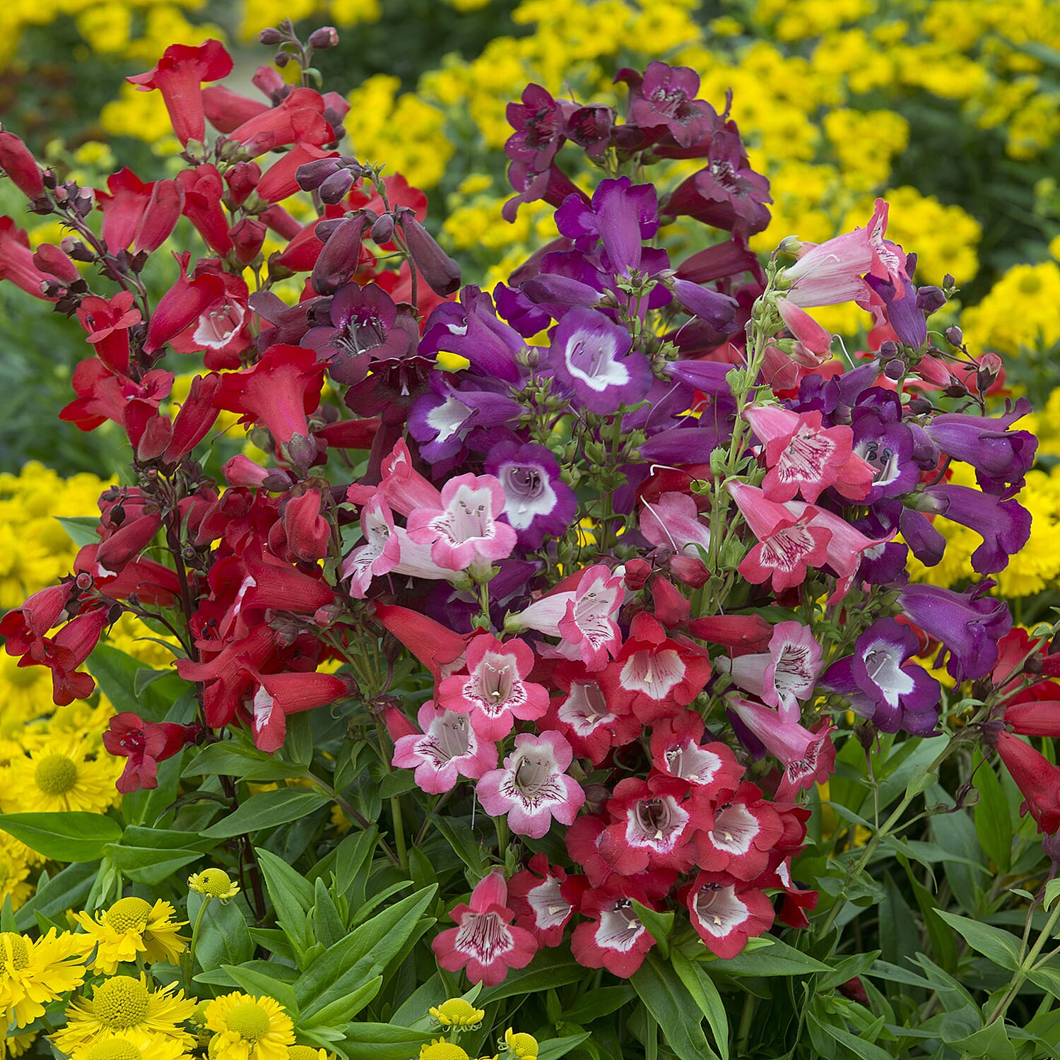 Gardening Direct Penstemon Hardy Perennial Collection Plugs x 12