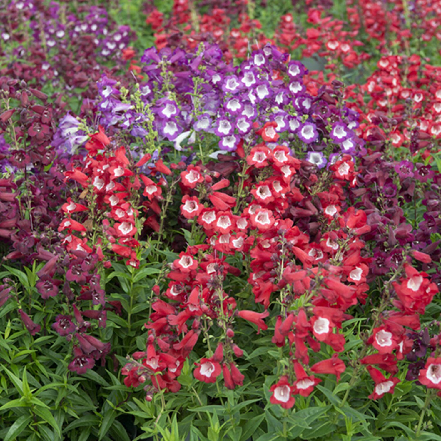 Gardening Direct Penstemon Hardy Perennial Collection Plugs x 12