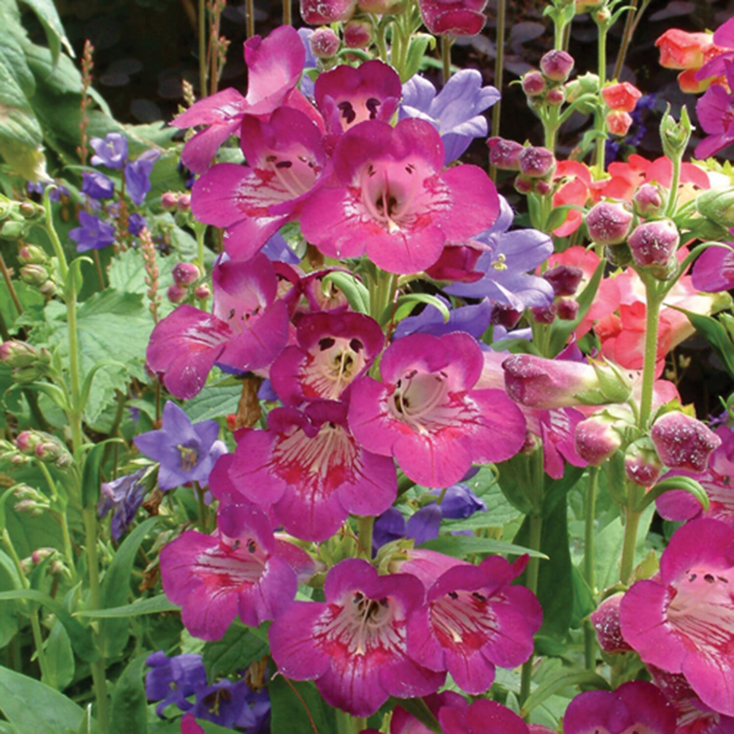 Gardening Direct Penstemon Hardy Perennial Collection Plugs x 12