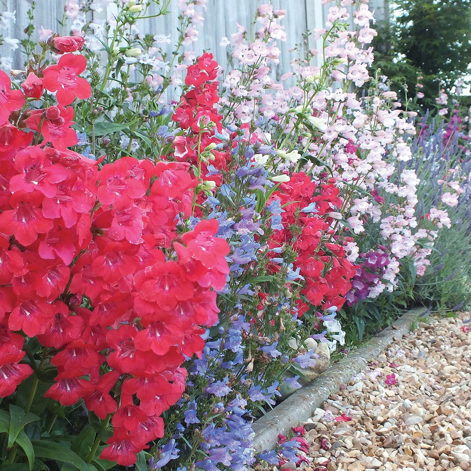 Gardening Direct Penstemon Hardy Perennial Collection Plugs x 12
