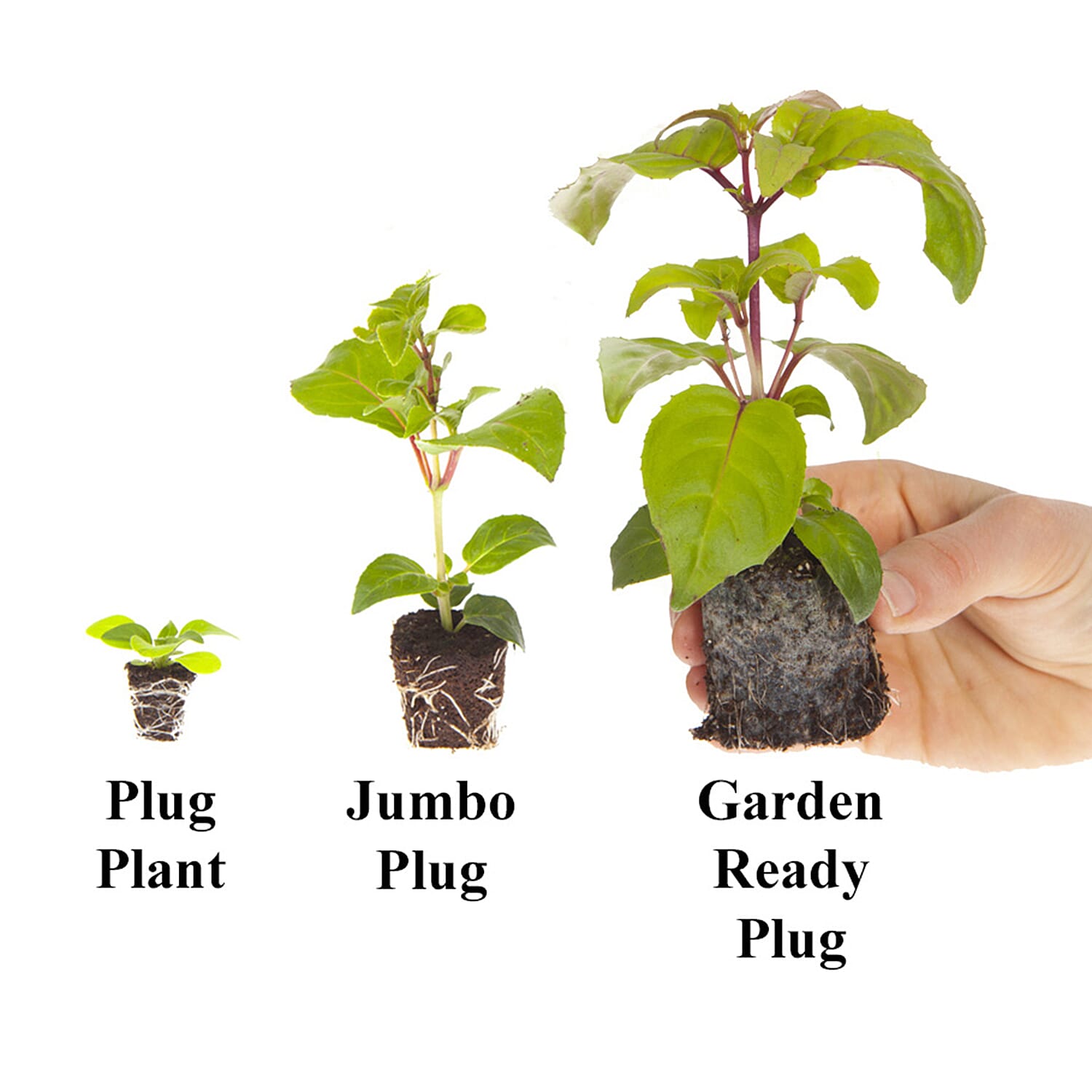 Gardening Direct Penstemon Hardy Perennial Collection Plugs x 12