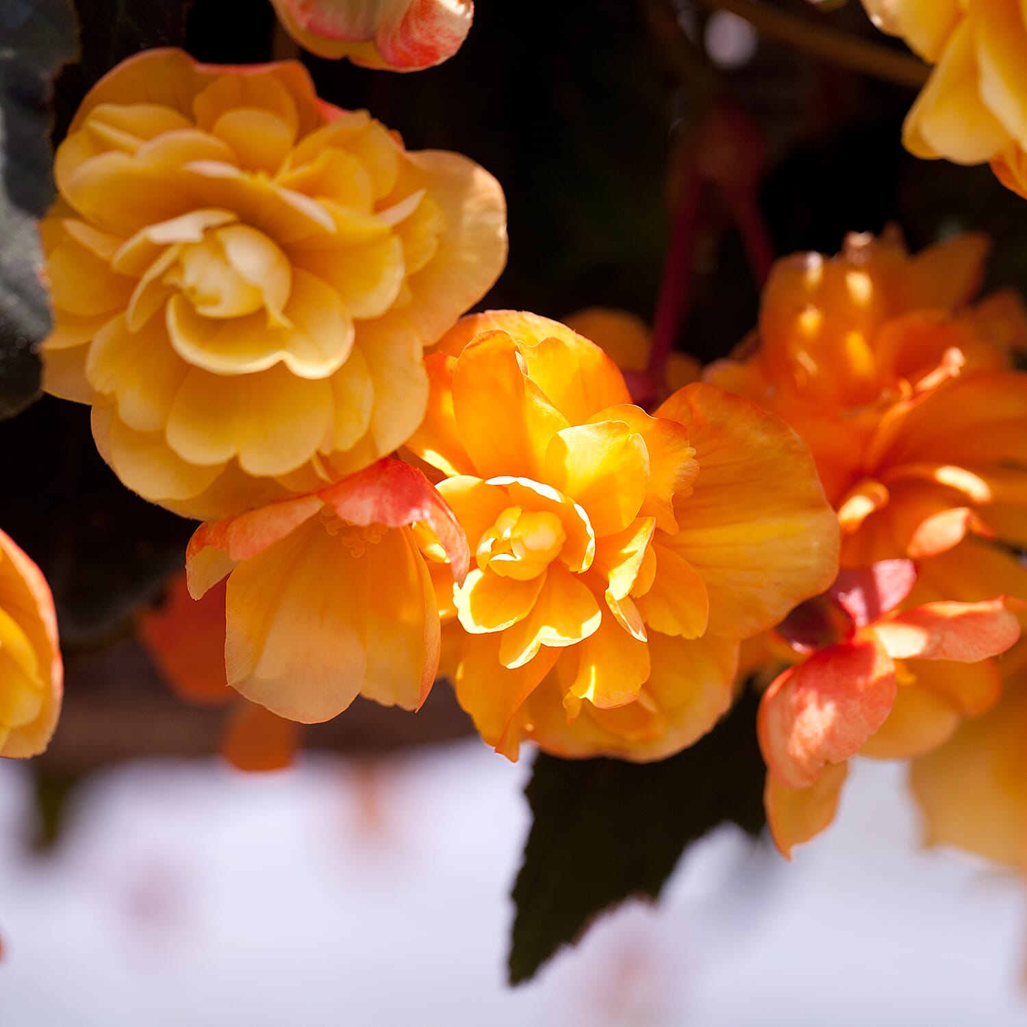 Gardening Direct Trailing Begonia Apricot Sparkle Plugs x 24