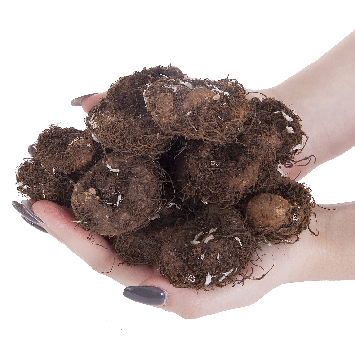 Gardening Direct Trailing Begonia Apricot Sparkle Plugs x 24