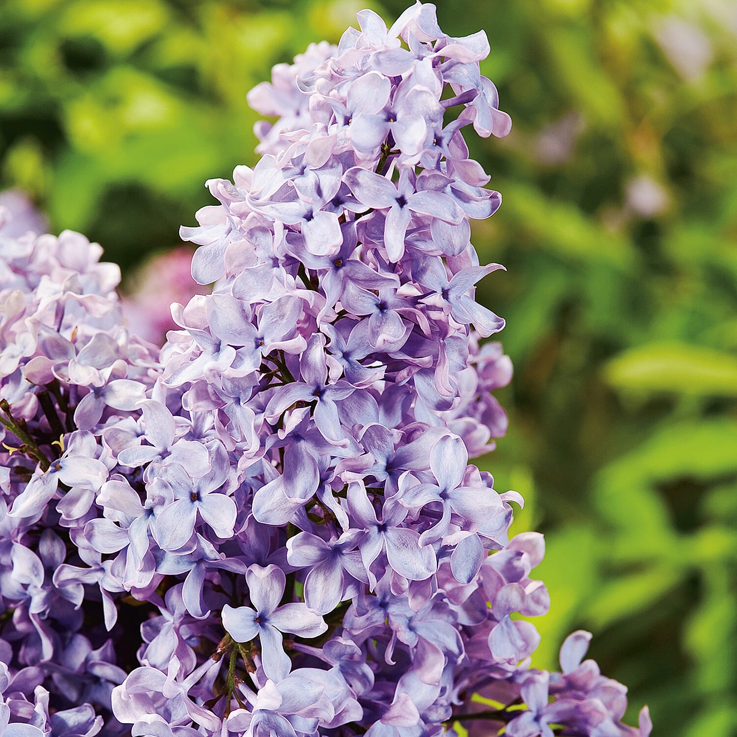 Gardening Direct Fragrant French Lilac Collection 9cm x 3