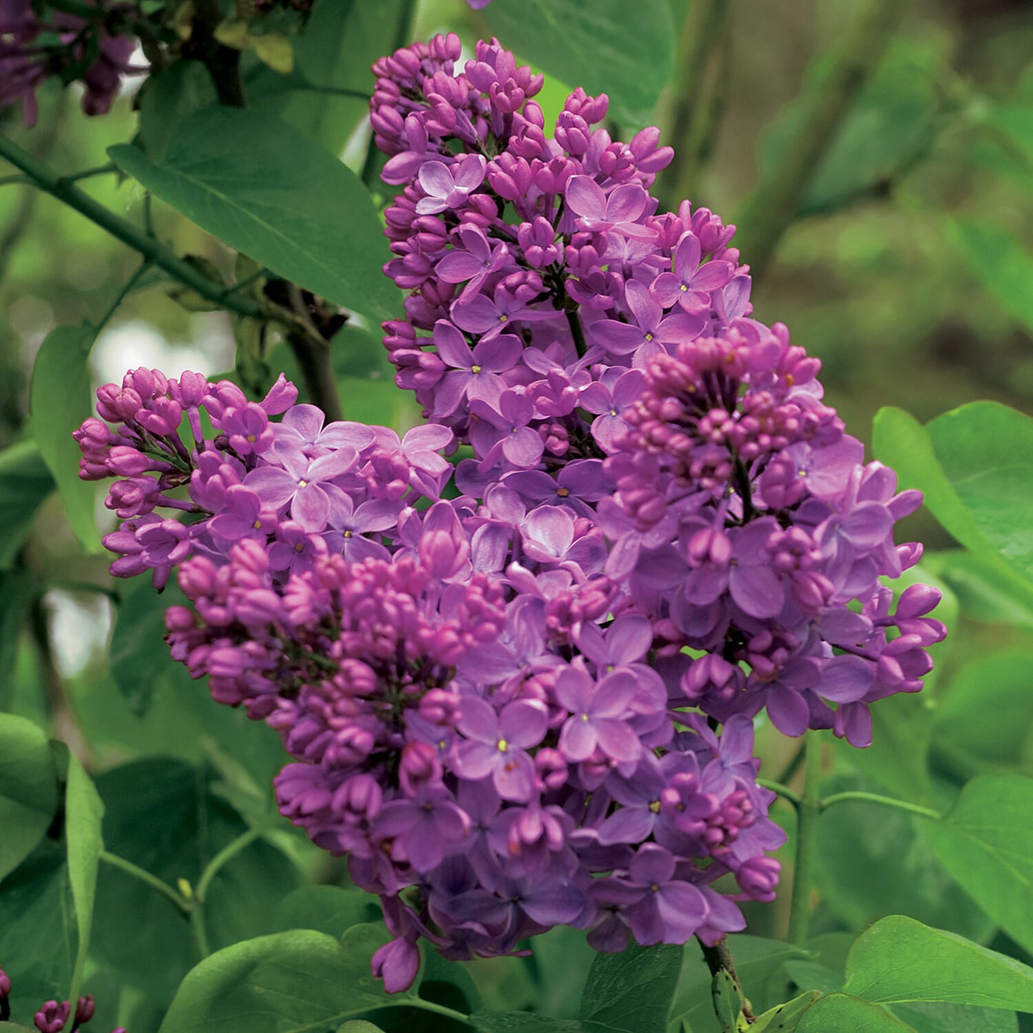 Gardening Direct Fragrant French Lilac Collection 9cm x 3
