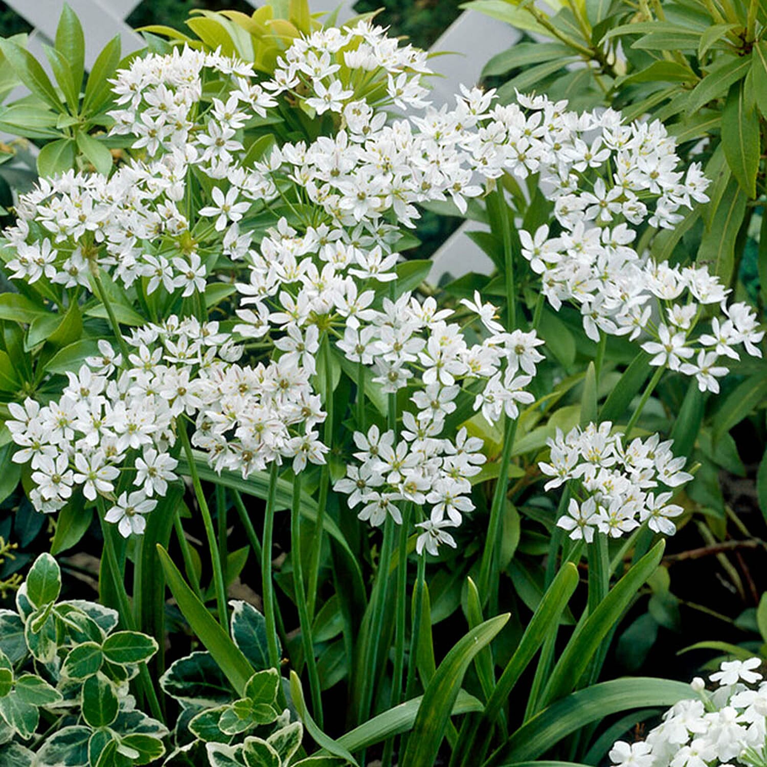 Gardening Direct 300 Bulbs & Terracotta Effect Planters x 8