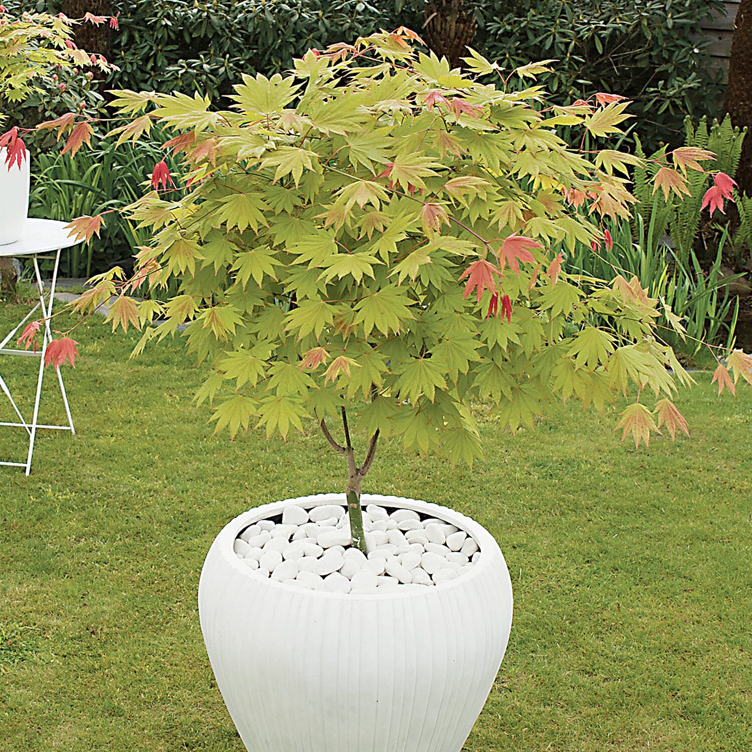 Gardening Direct Acer Shirasawanum Moonrise 3L