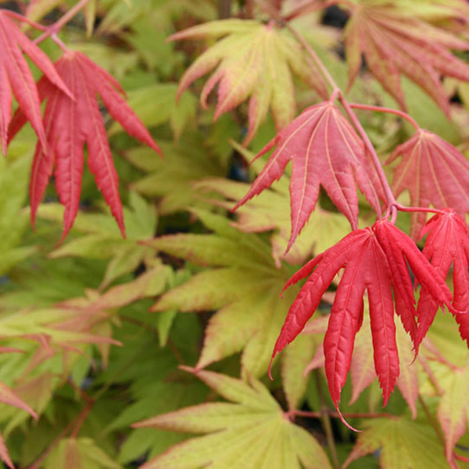 Gardening Direct Acer Shirasawanum Moonrise 3L