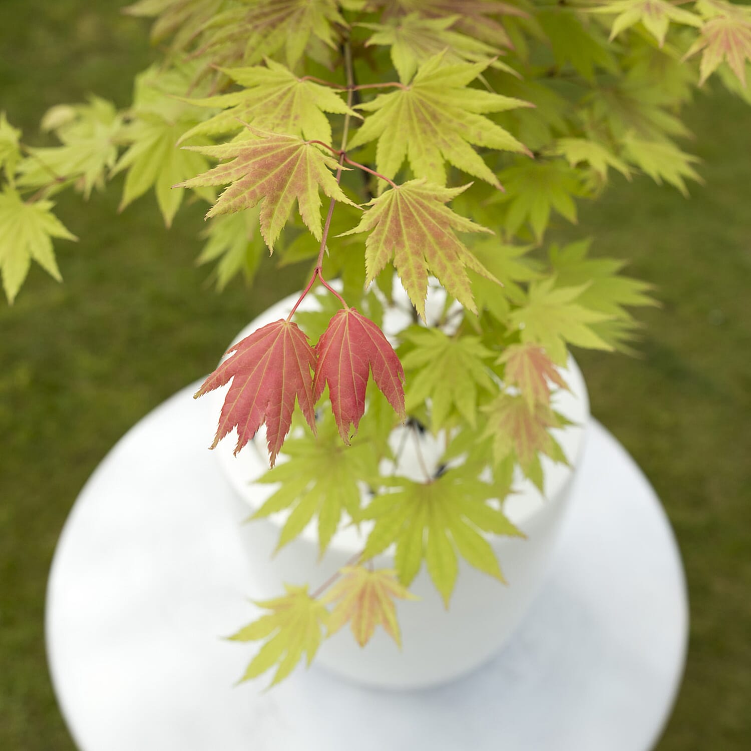 Gardening Direct Acer Shirasawanum Moonrise 3L