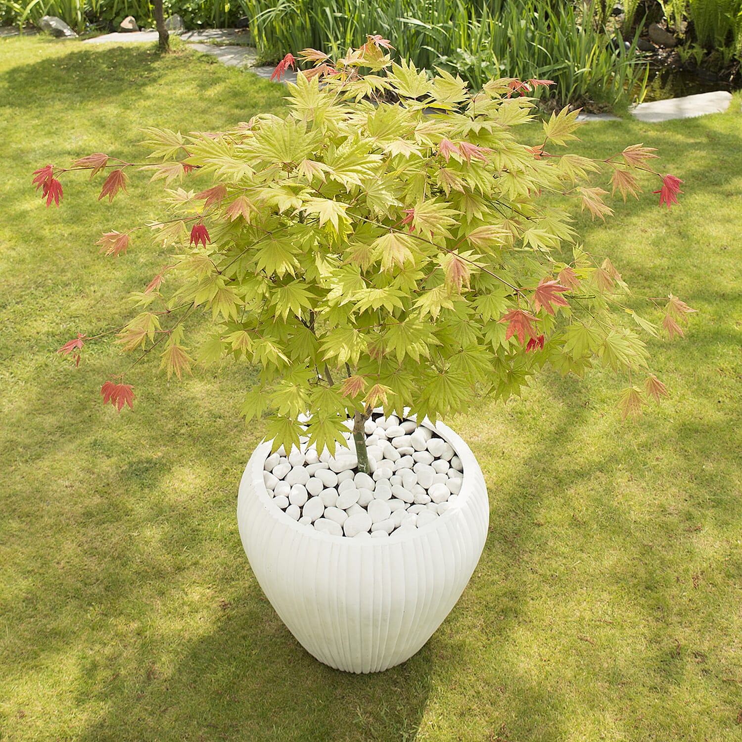 Gardening Direct Acer Shirasawanum Moonrise 3L