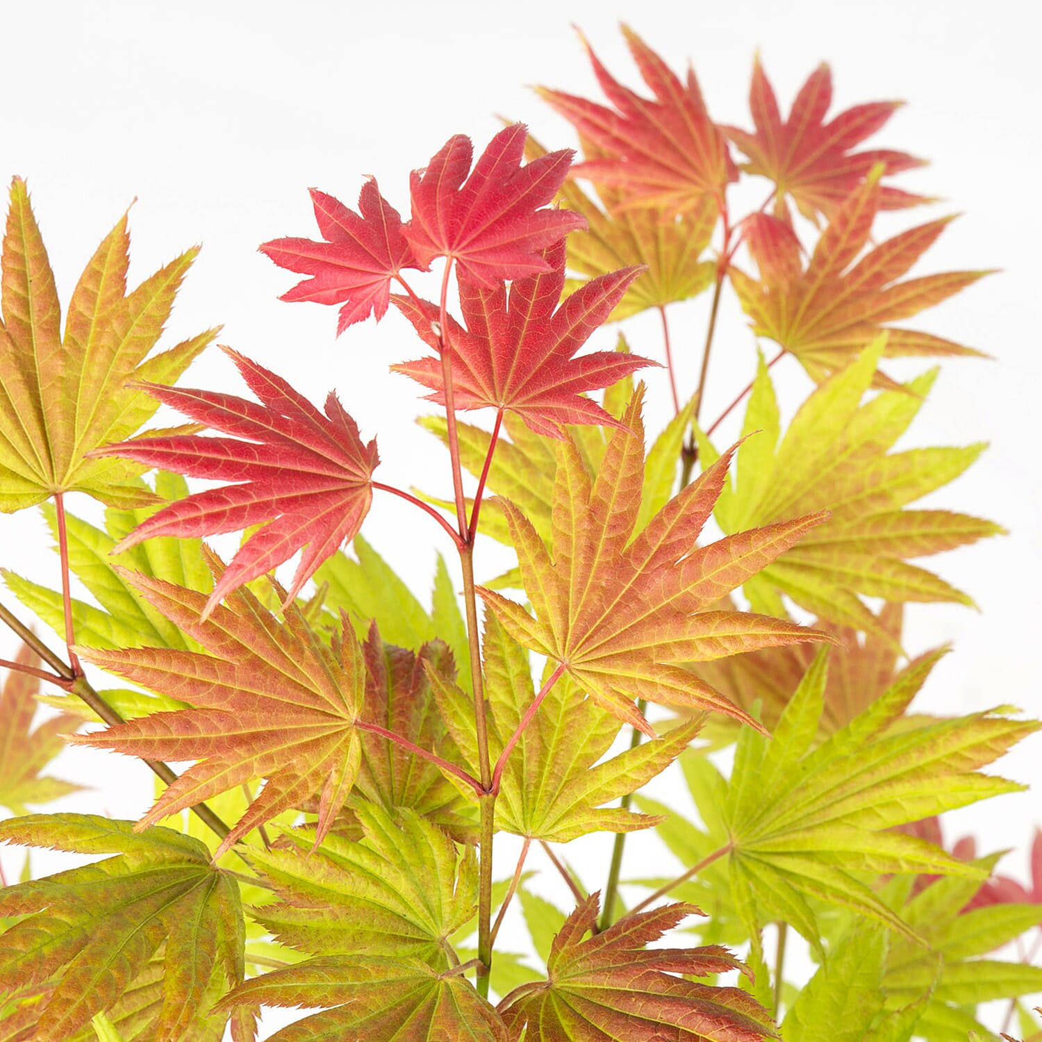 Gardening Direct Acer Shirasawanum Moonrise 3L