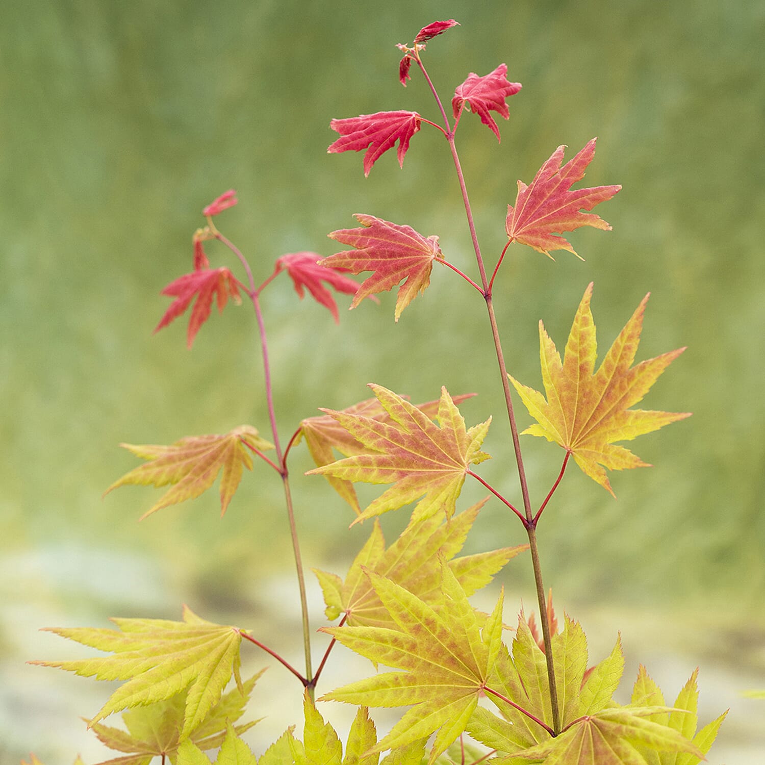 Gardening Direct Acer Shirasawanum Moonrise 3L