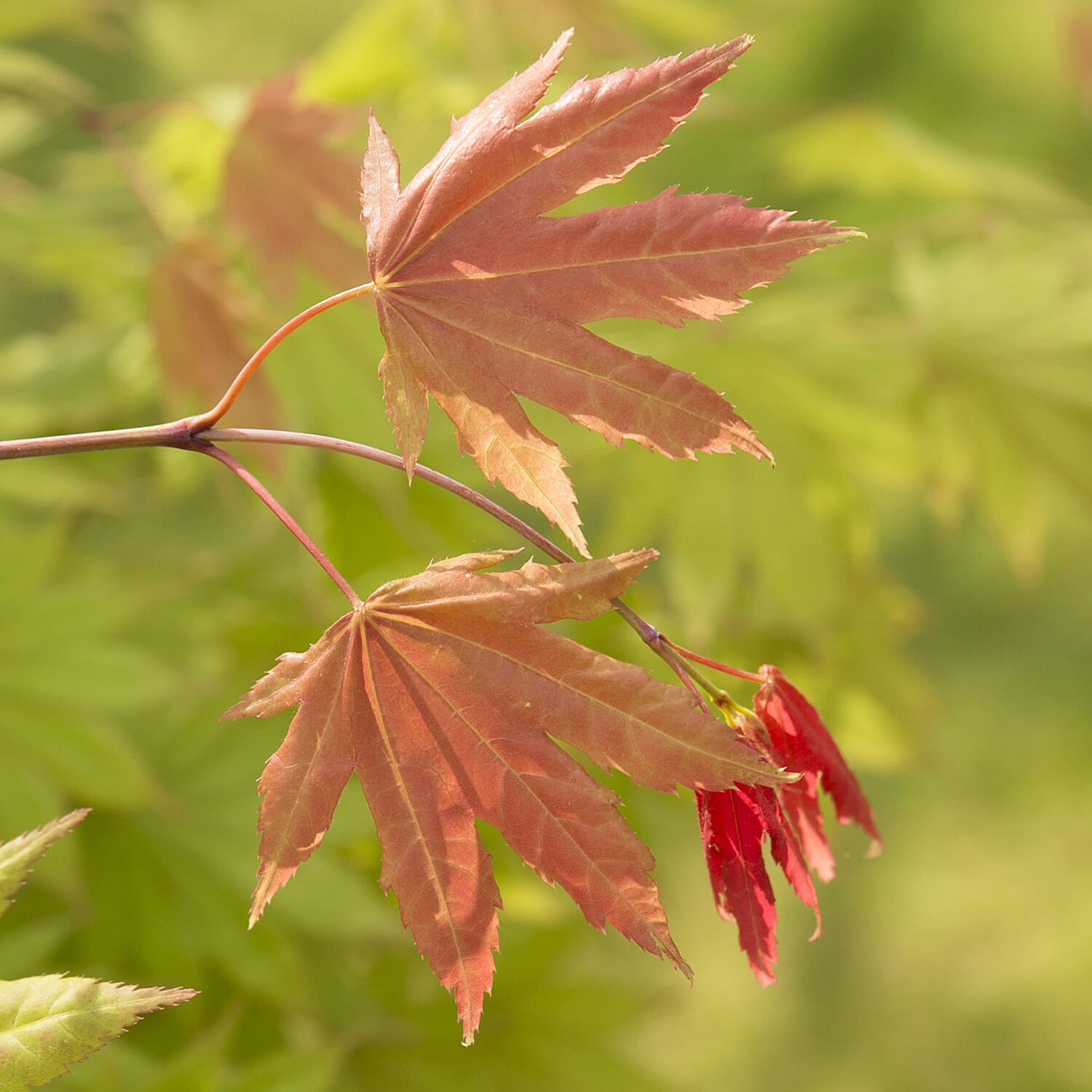 Gardening Direct Acer Shirasawanum Moonrise 3L