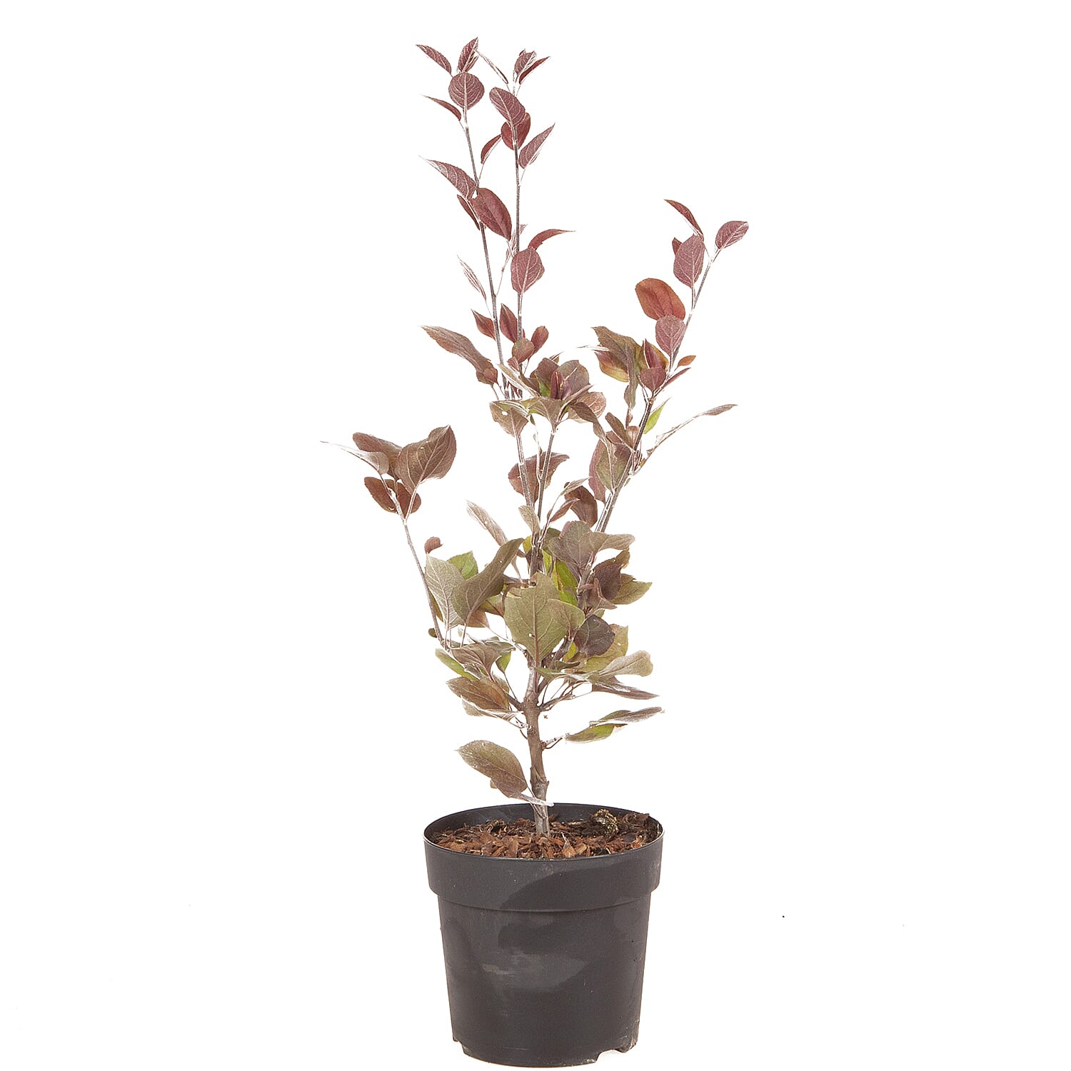 Gardening Direct Malus Appletini 13cm Potted