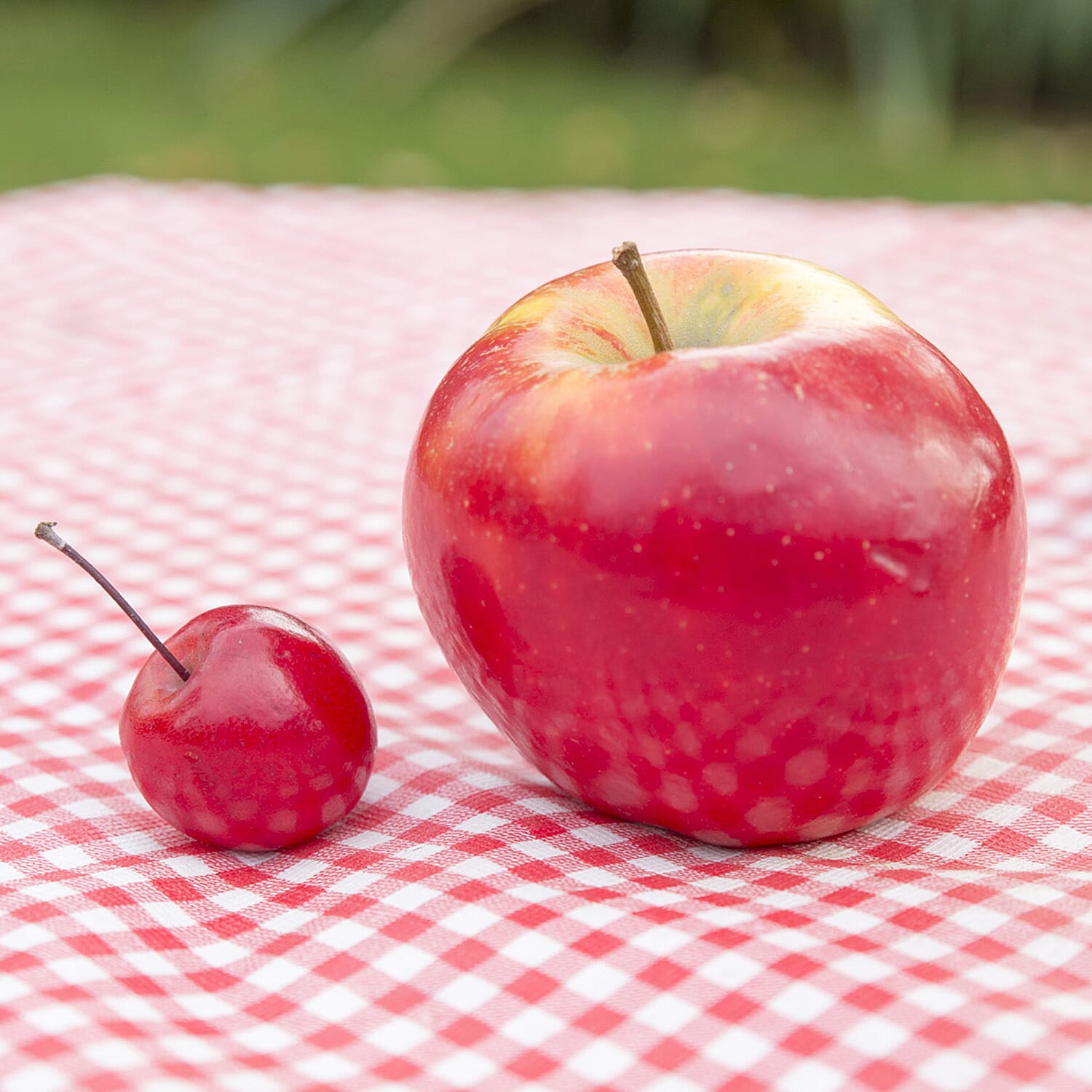 Gardening Direct Malus Appletini 13cm Potted