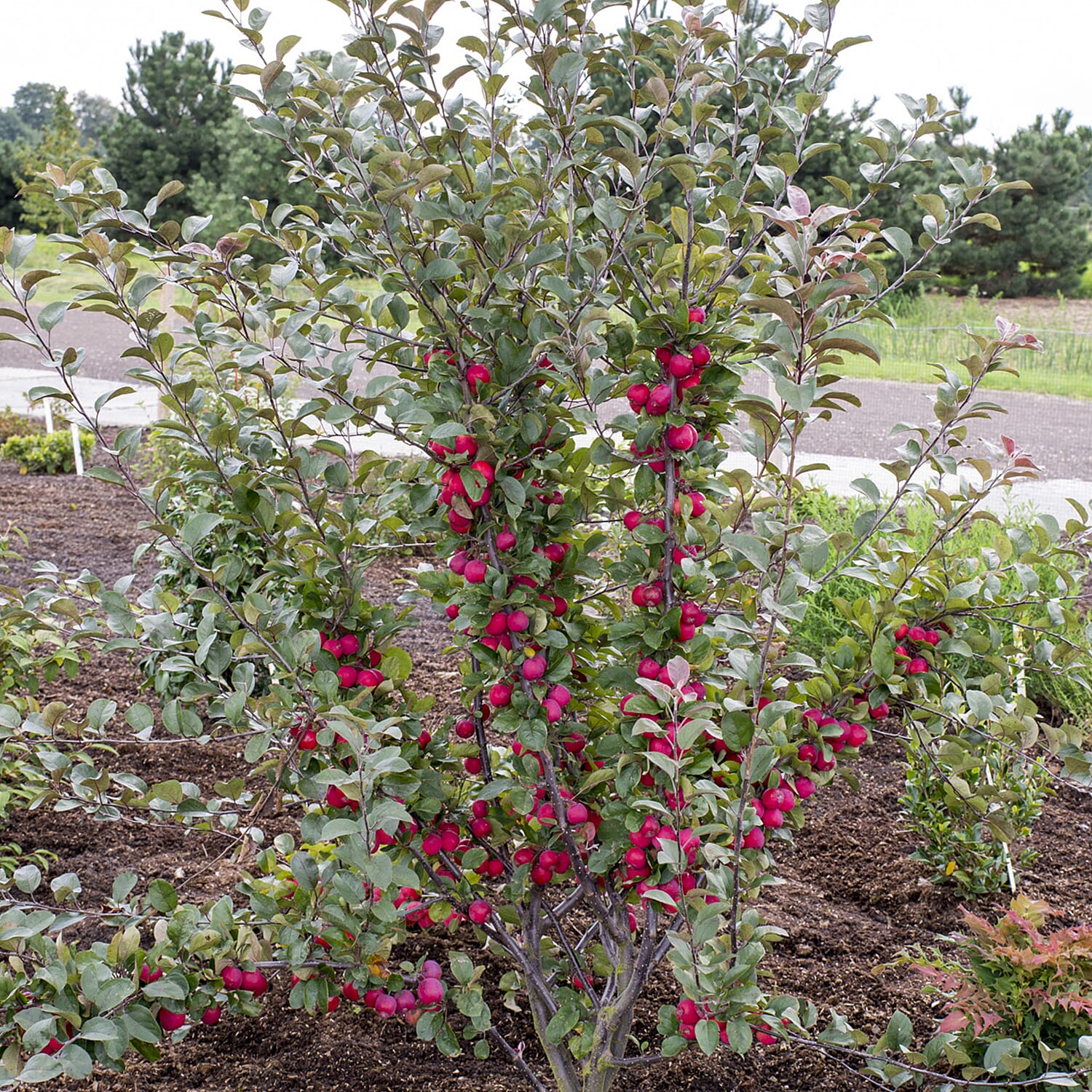 Gardening Direct Malus Appletini 13cm Potted