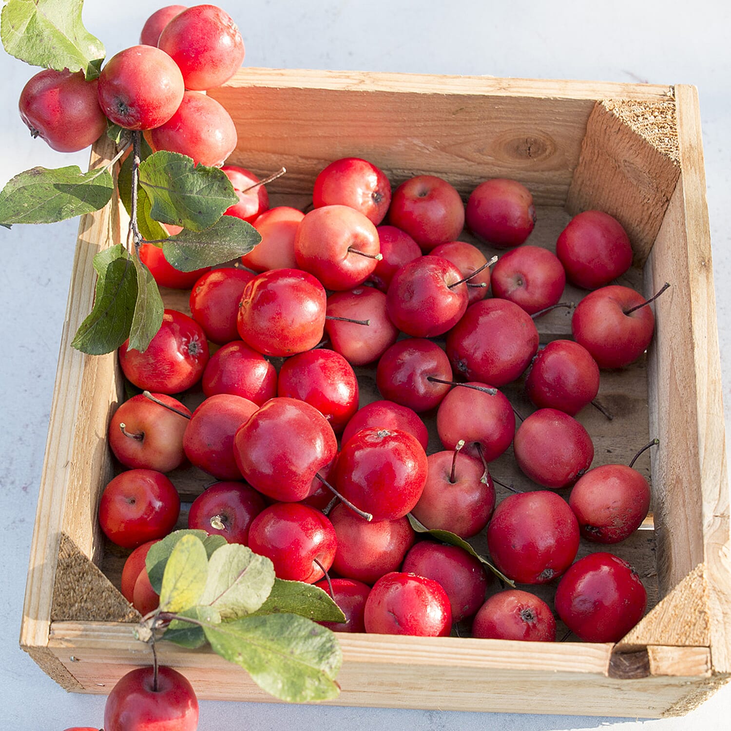 Gardening Direct Malus Appletini 13cm Potted