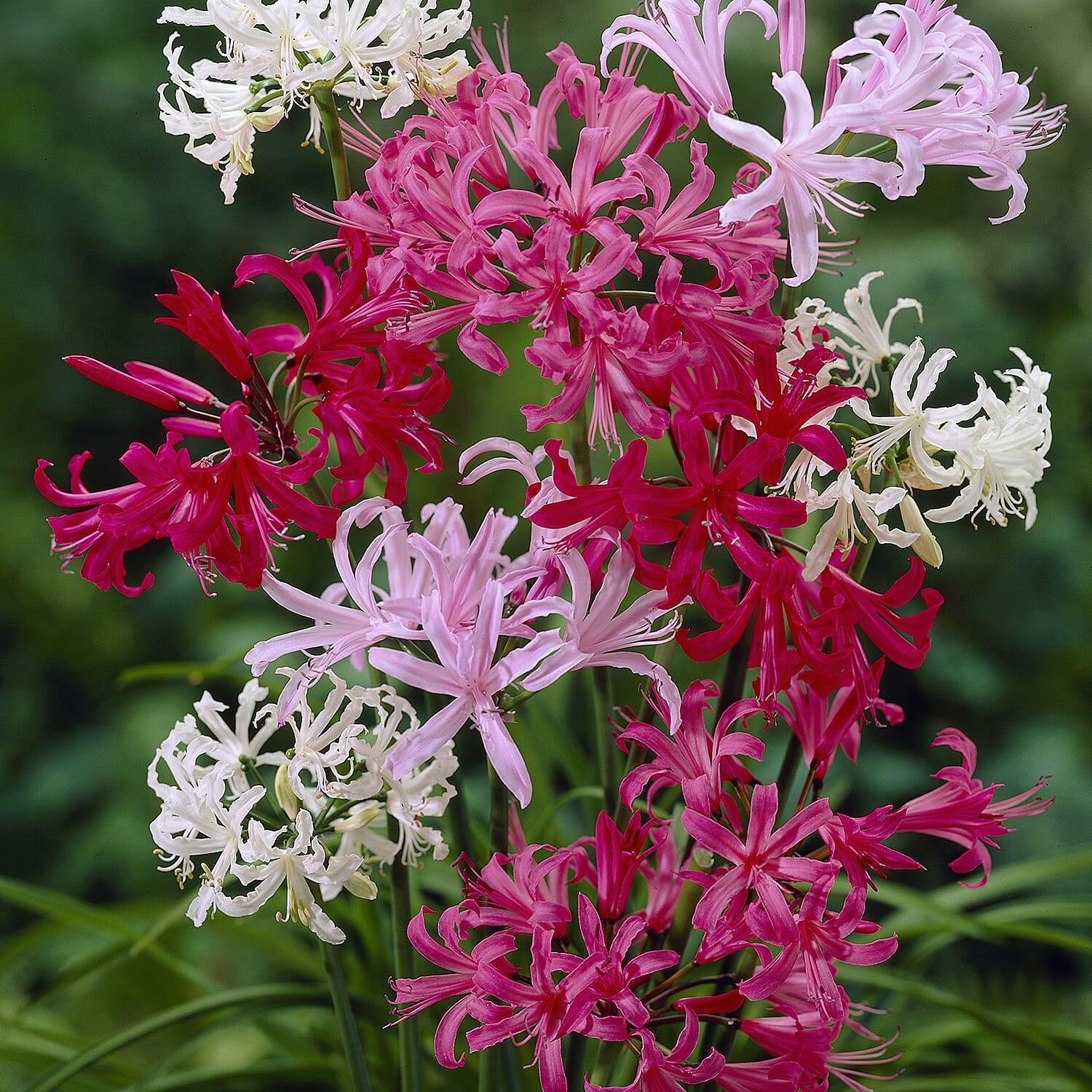Gardening Direct Nerine Hybridisers Mix x 20 Bulbs