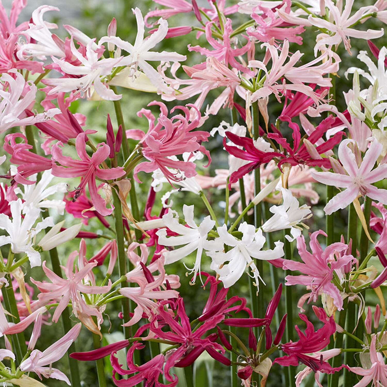 Gardening Direct Nerine Hybridisers Mix x 20 Bulbs