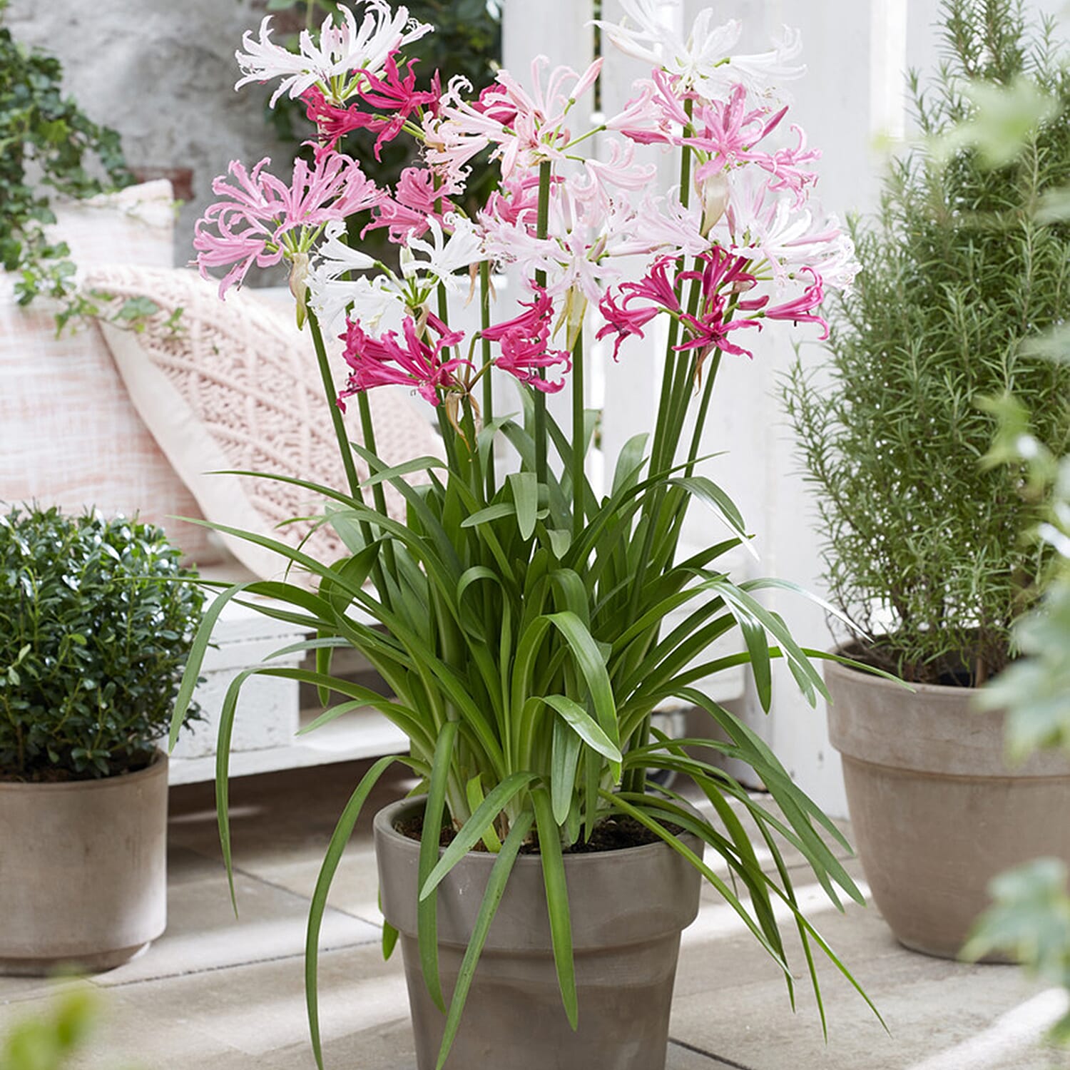 Gardening Direct Nerine Hybridisers Mix x 20 Bulbs