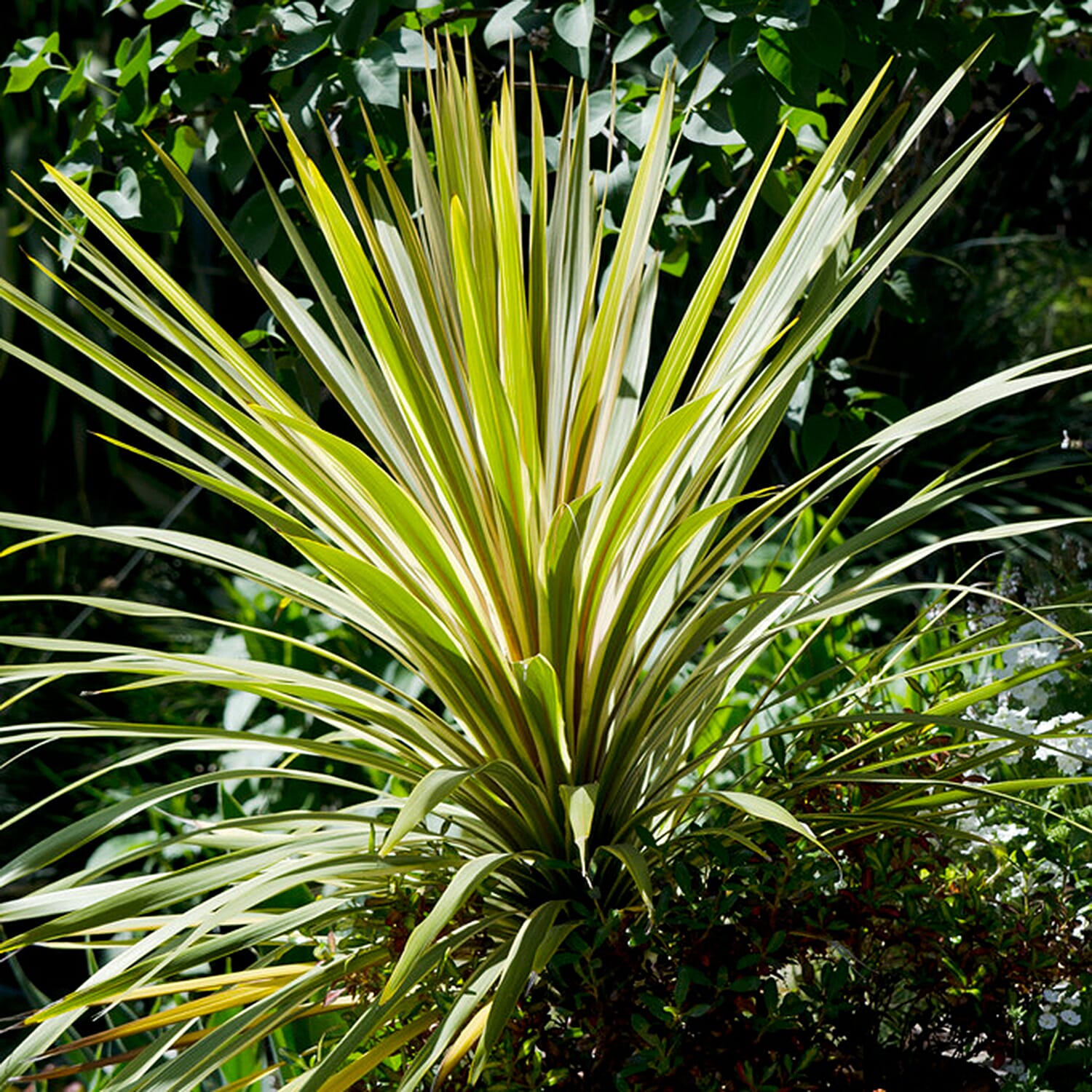 Gardening Direct Cordyline Torbay Dazzler 2L