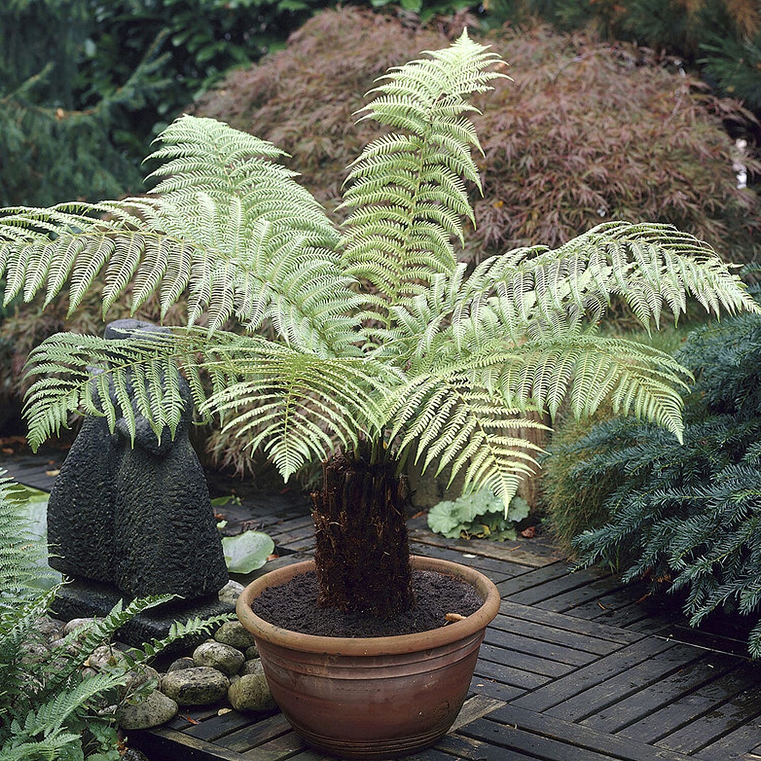 Gardening Direct Tree Fern Dicksonia Antarctica 17cm Potter