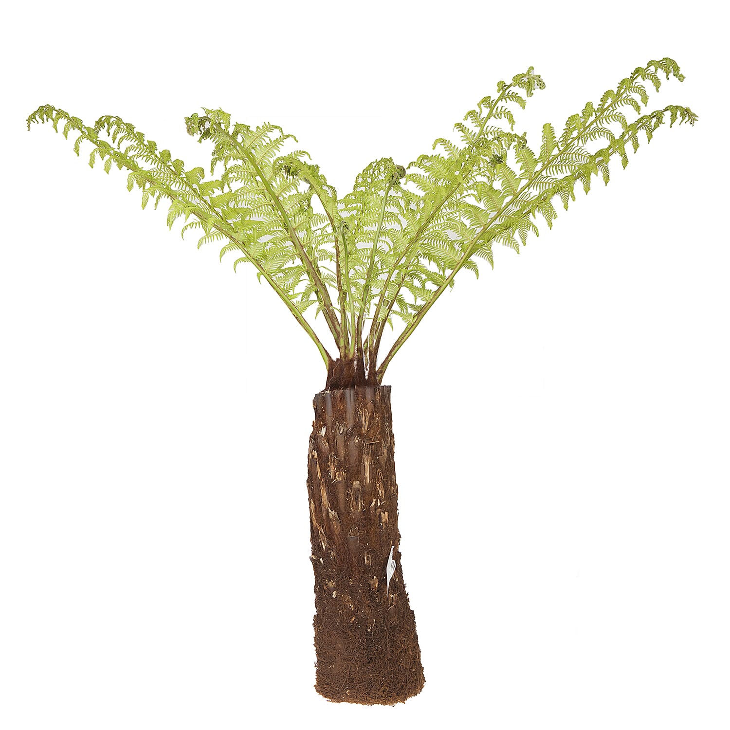 Gardening Direct Tree Fern Dicksonia Antarctica 17cm Potter