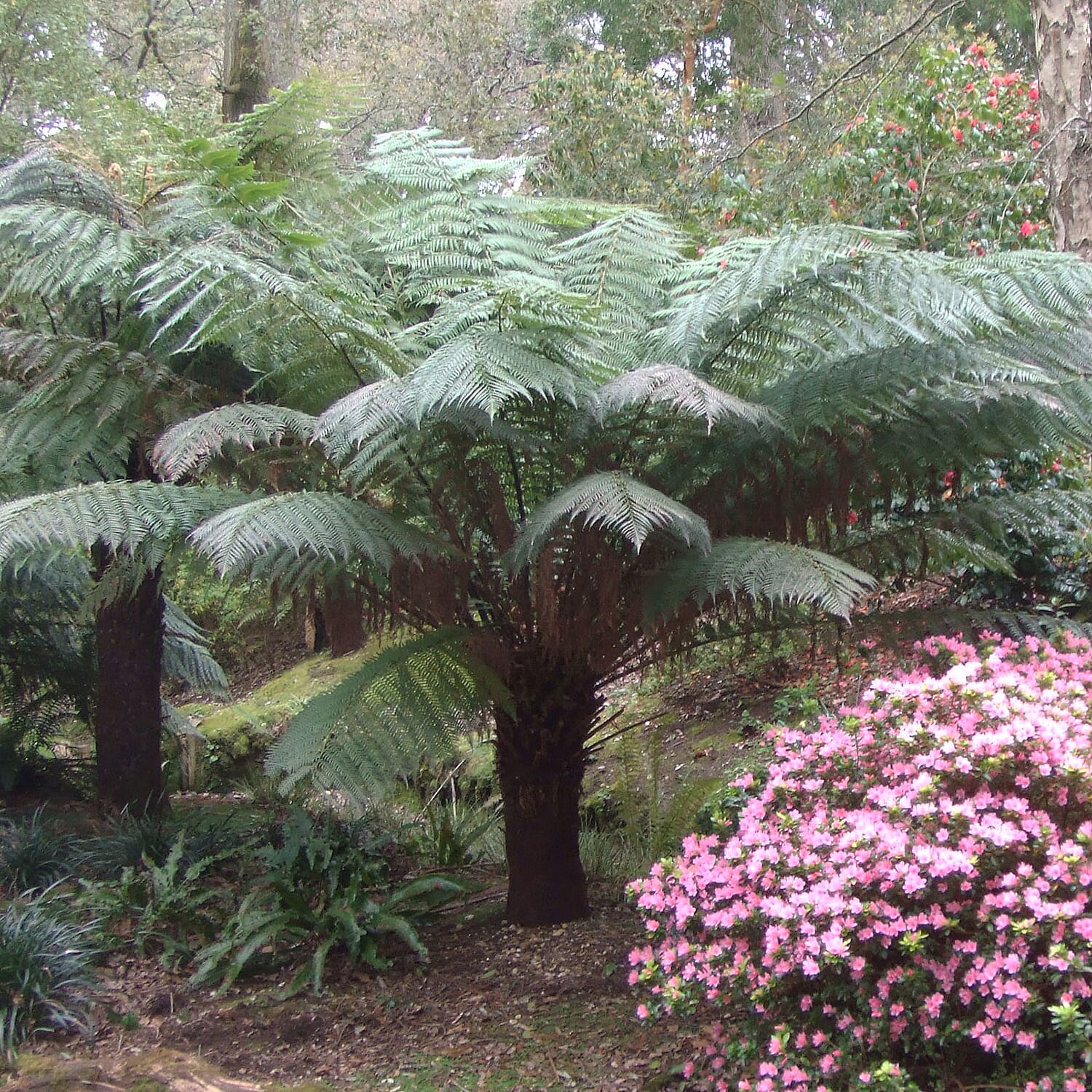 Gardening Direct Tree Fern Dicksonia Antarctica 17cm Potter