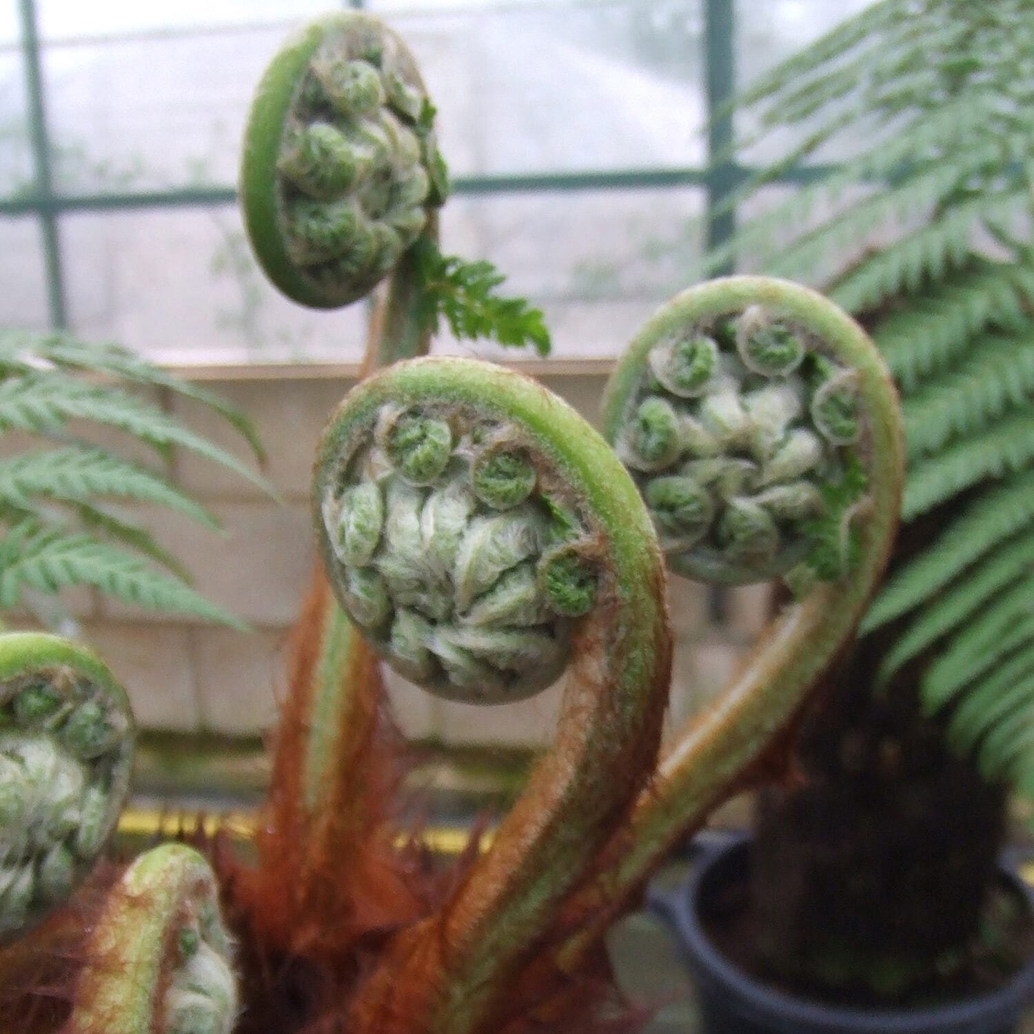 Gardening Direct Tree Fern Dicksonia Antarctica 17cm Potter