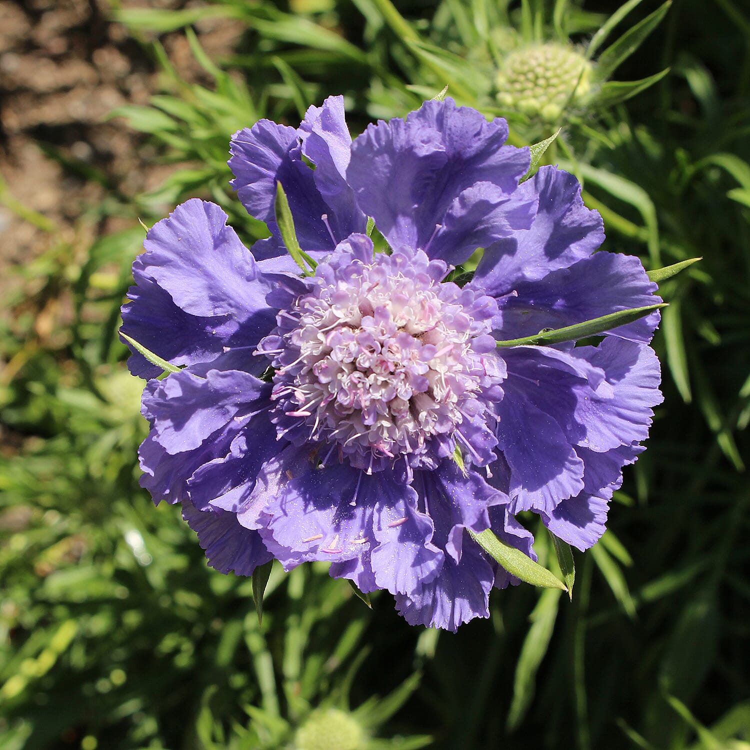 Gardening Direct Scabiosa Caucasica Fama Deep Blue 9cm x 3