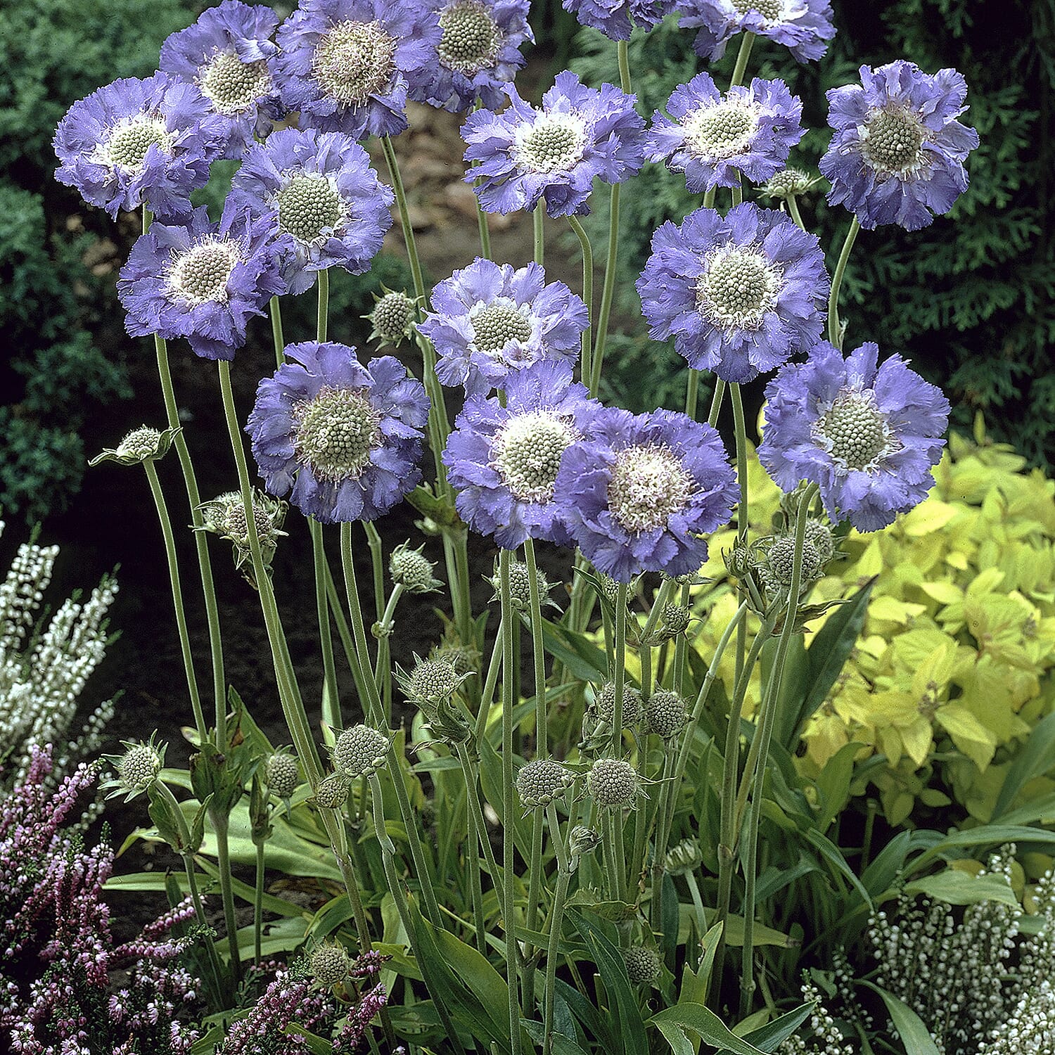 Gardening Direct Scabiosa Caucasica Fama Deep Blue 9cm x 3