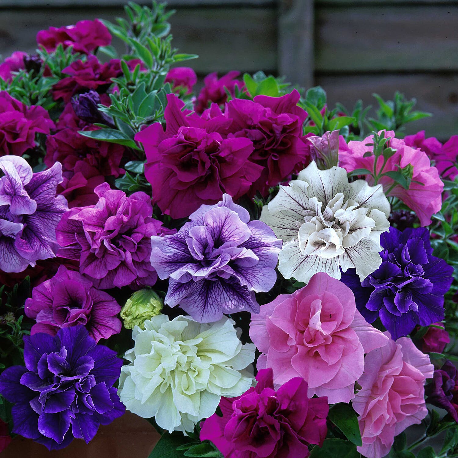 Gardening Direct Tower Pot with Petunia Tumbelina Plugs x 6 and 100gms Fertilzer