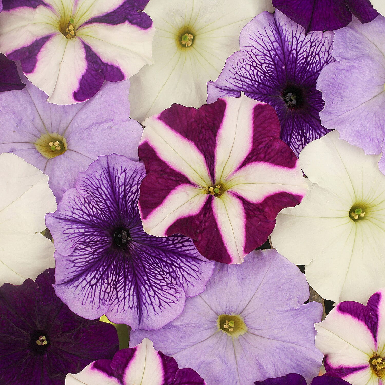 Gardening Direct Petunia Montage Plugs x 24