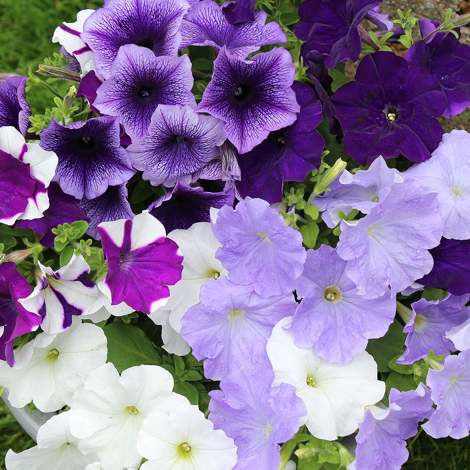 Gardening Direct Petunia Montage Plugs x 24