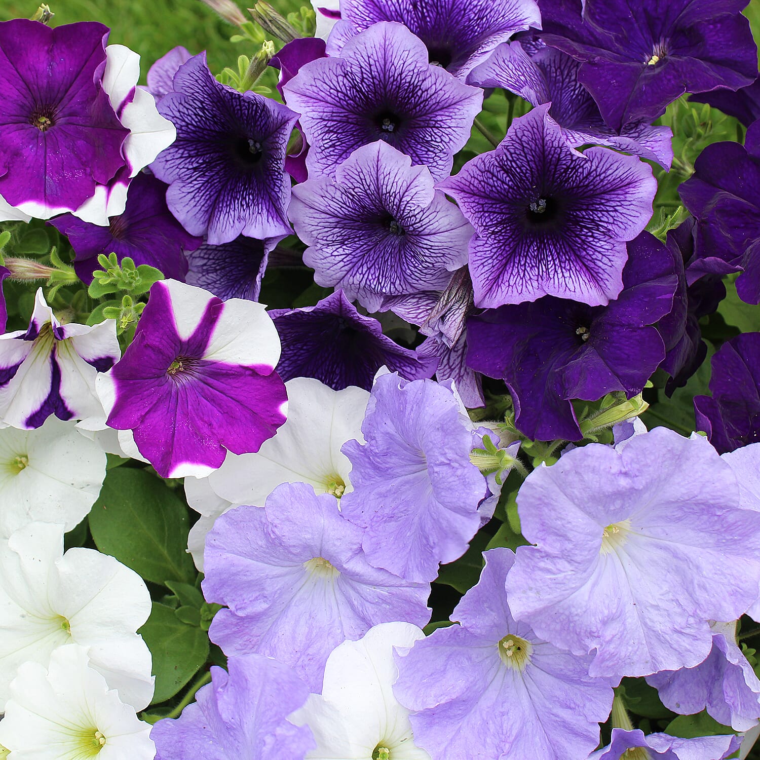 Gardening Direct Petunia Montage Plugs x 24