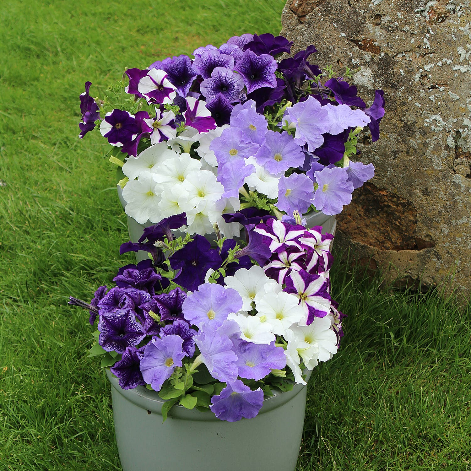 Gardening Direct Petunia Montage Plugs x 24