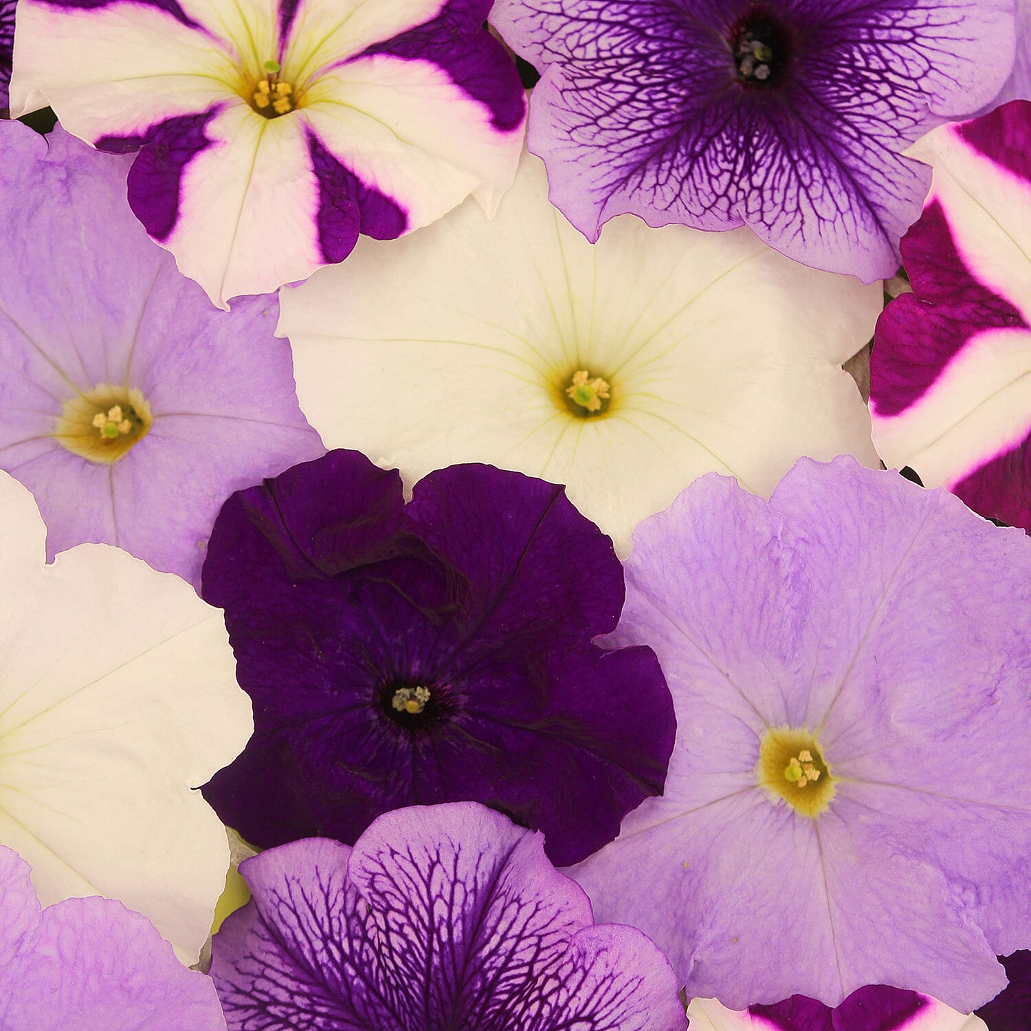 Gardening Direct Petunia Montage Plugs x 24