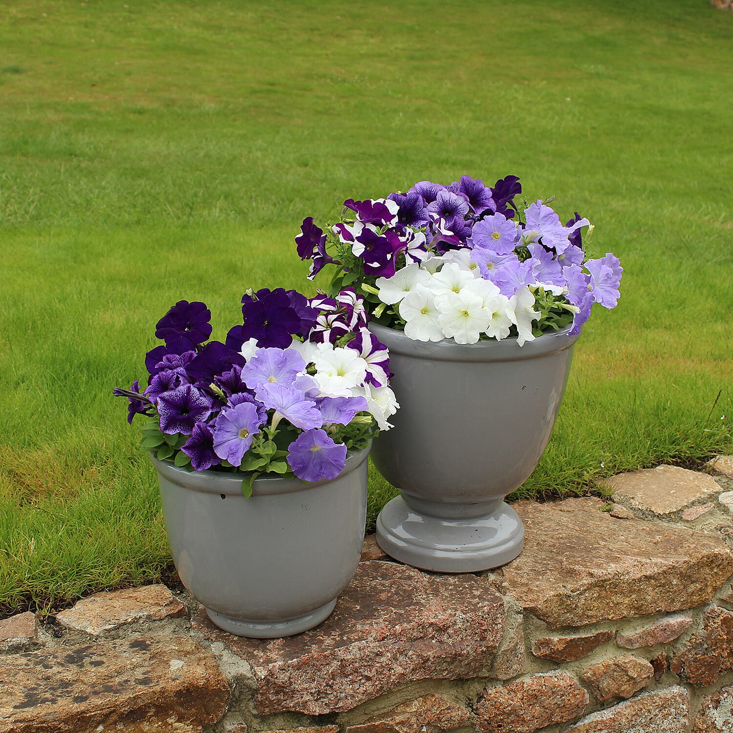 Gardening Direct Petunia Montage Plugs x 24