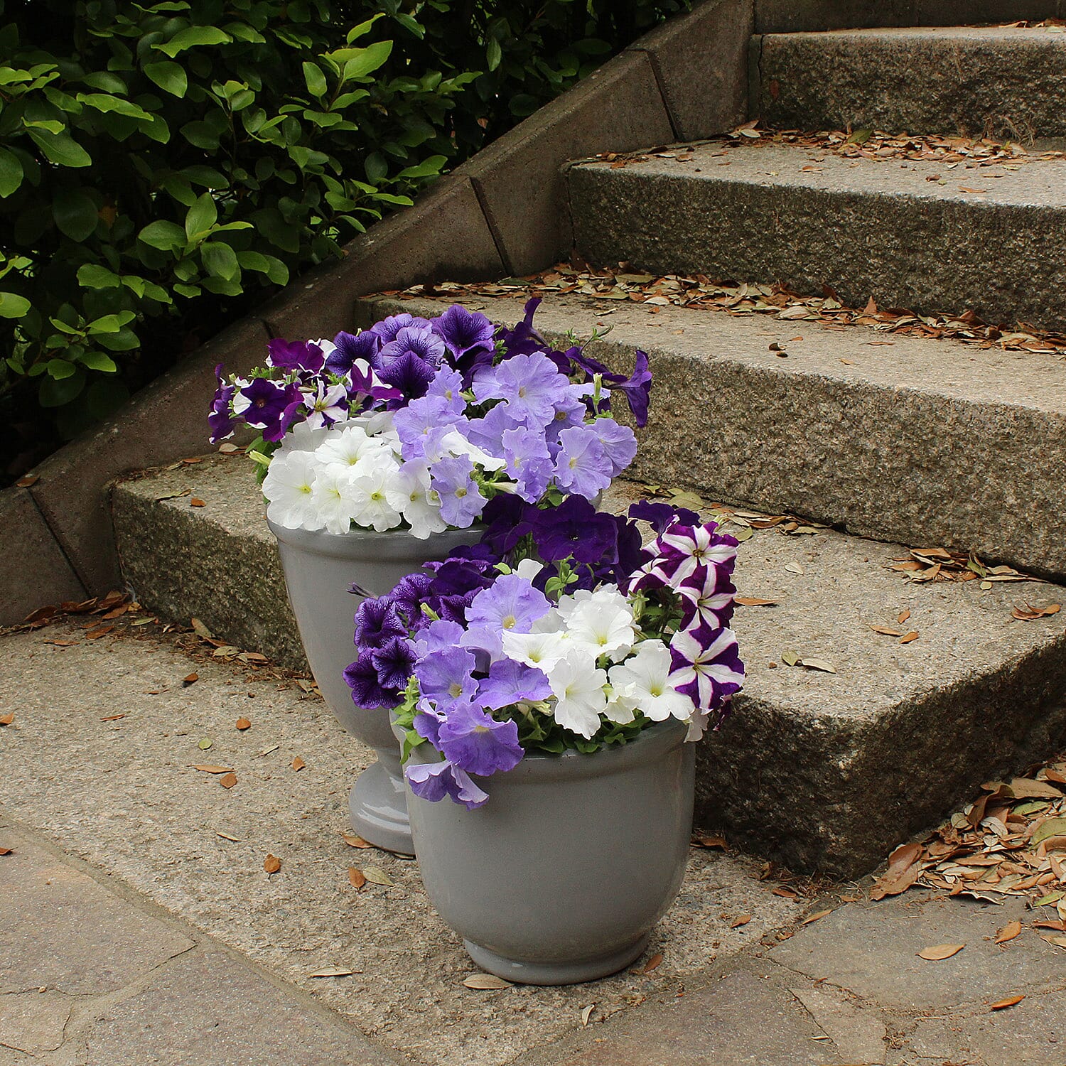 Gardening Direct Petunia Montage Plugs x 24