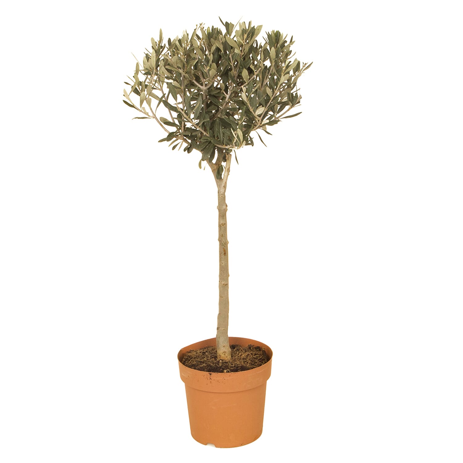 Gardening Direct Pair of Standard Olive Trees 80cm