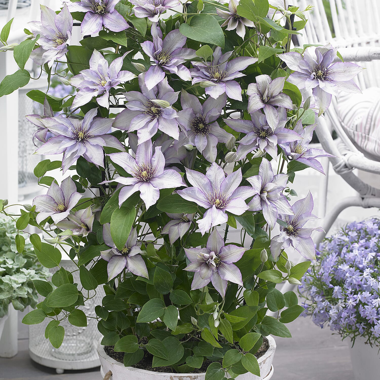Gardening Direct Boulevard Patio Clematis Collection 3 x 10.5cm