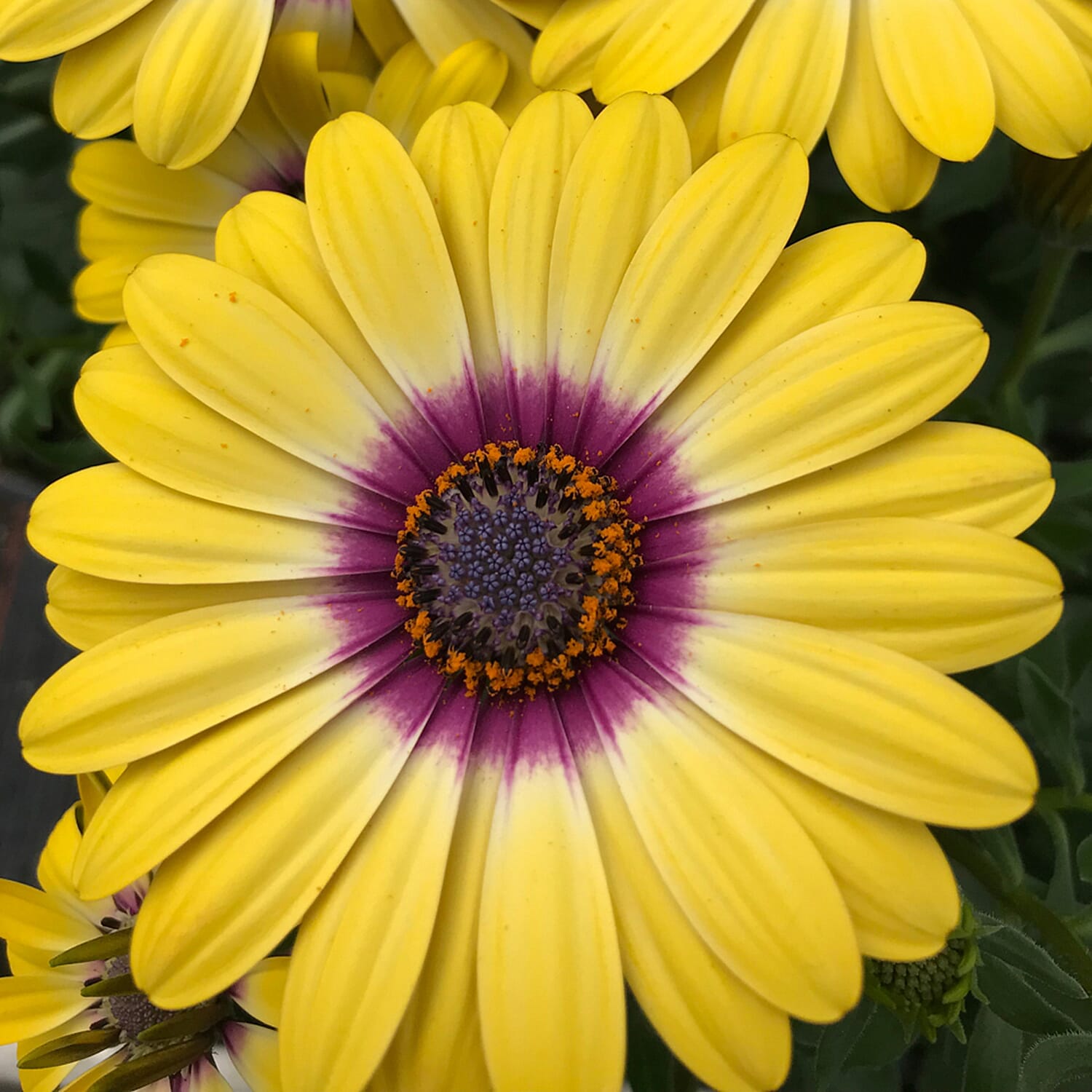 Gardening Direct Osteospermum Tropic Sun Plugs x 6