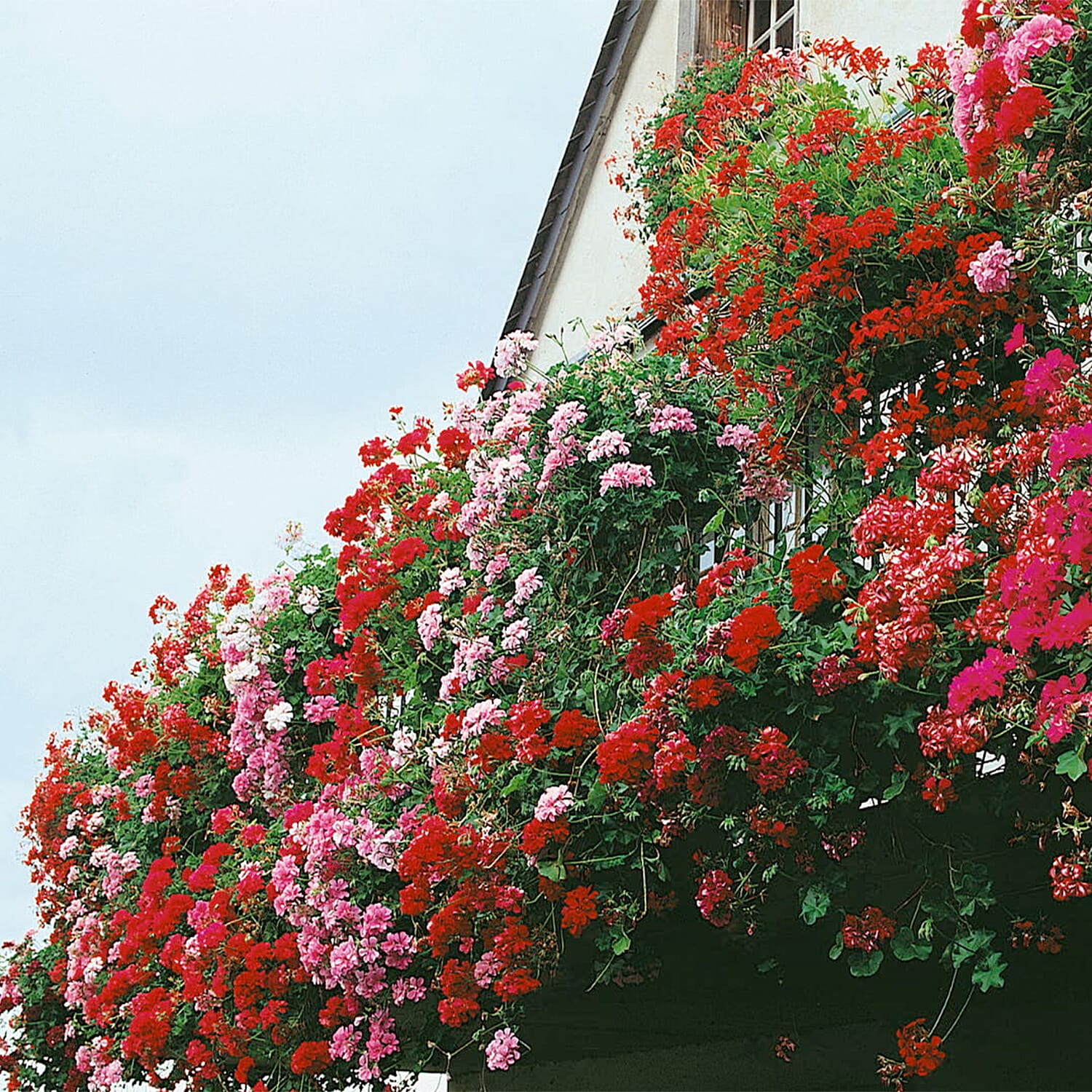 Gardening Direct Geranium Decora Balcony Mix Plugs x 24