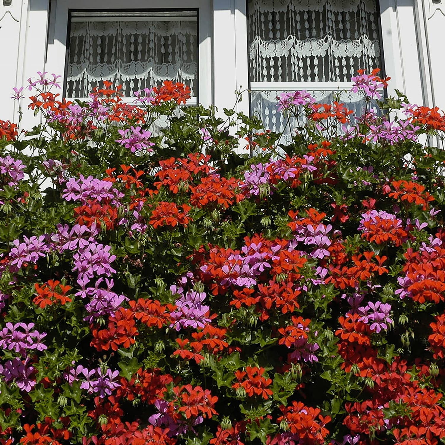 Gardening Direct Geranium Decora Balcony Mix Plugs x 24