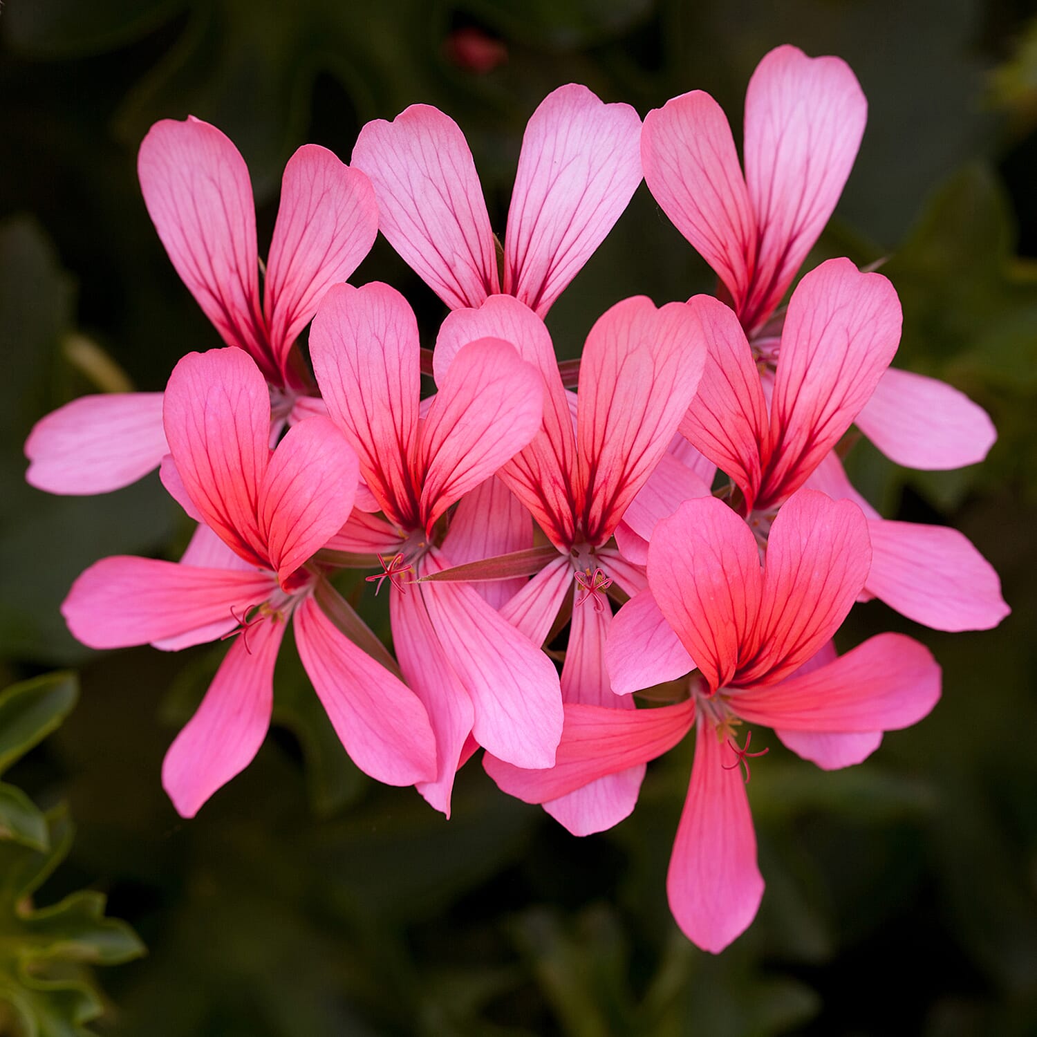 Gardening Direct Geranium Decora Balcony Mix Plugs x 24