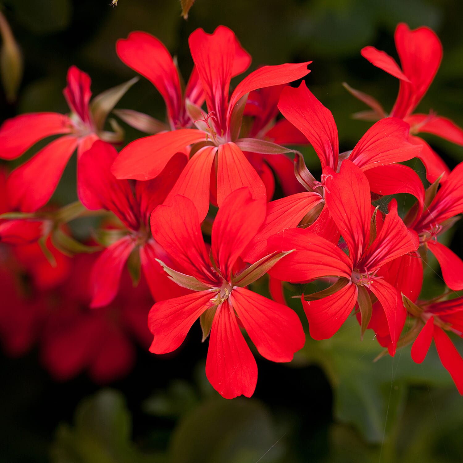 Gardening Direct Geranium Decora Balcony Mix Plugs x 24
