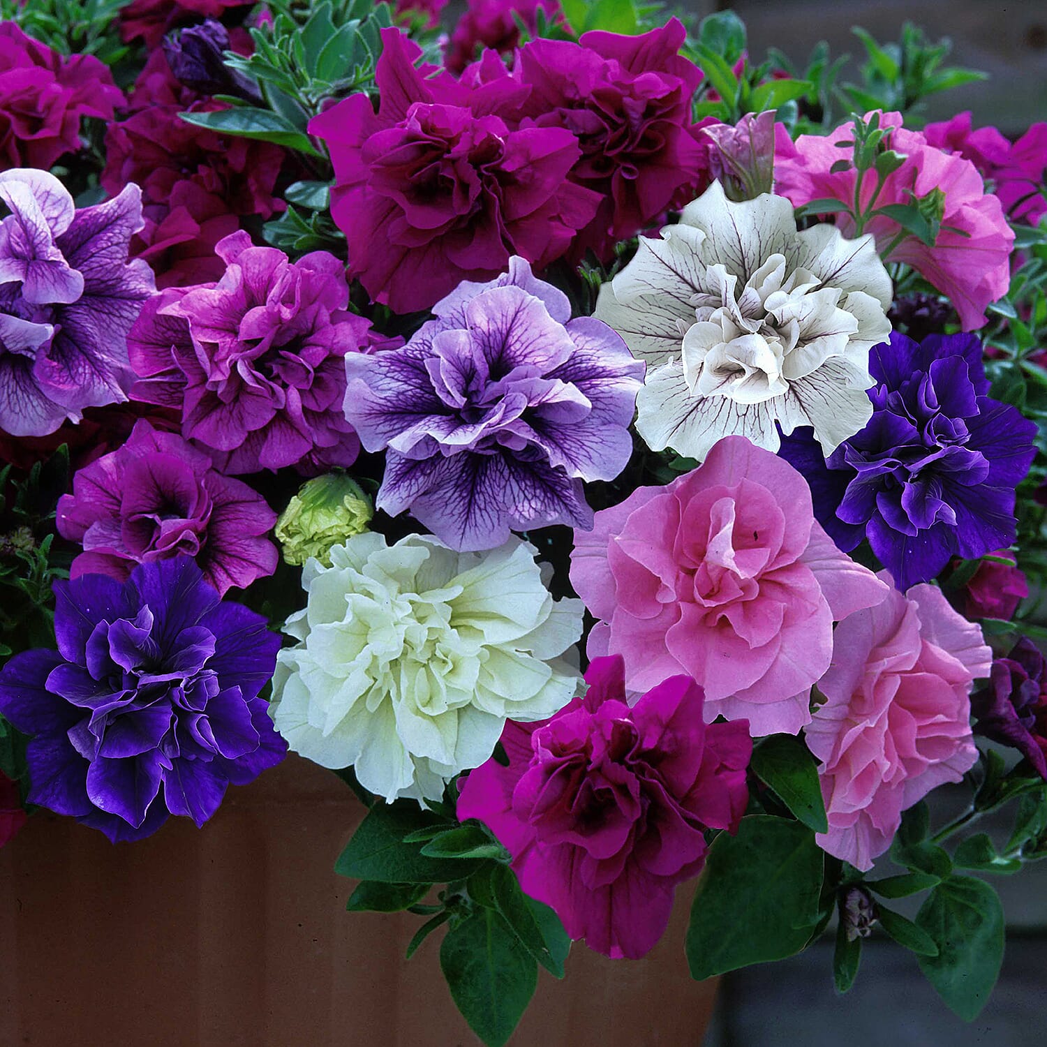 Gardening Direct Petunia Tumbelina Collection Plugs x 12